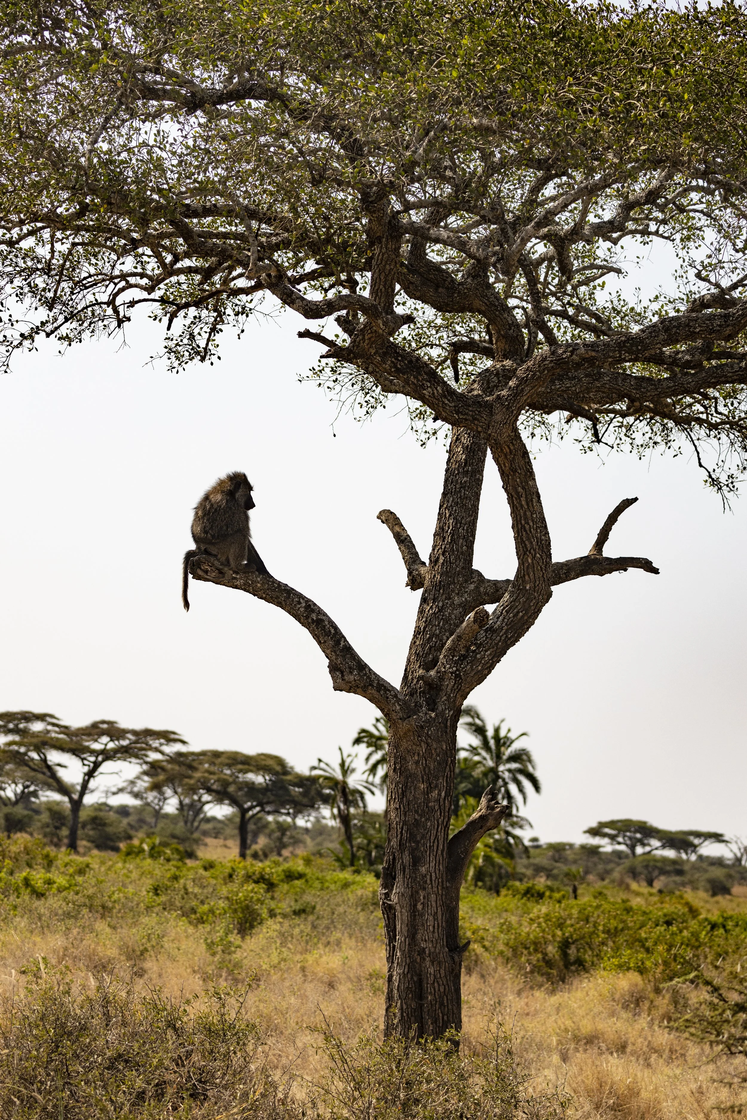 Baboon - Serengeti of Tanzania