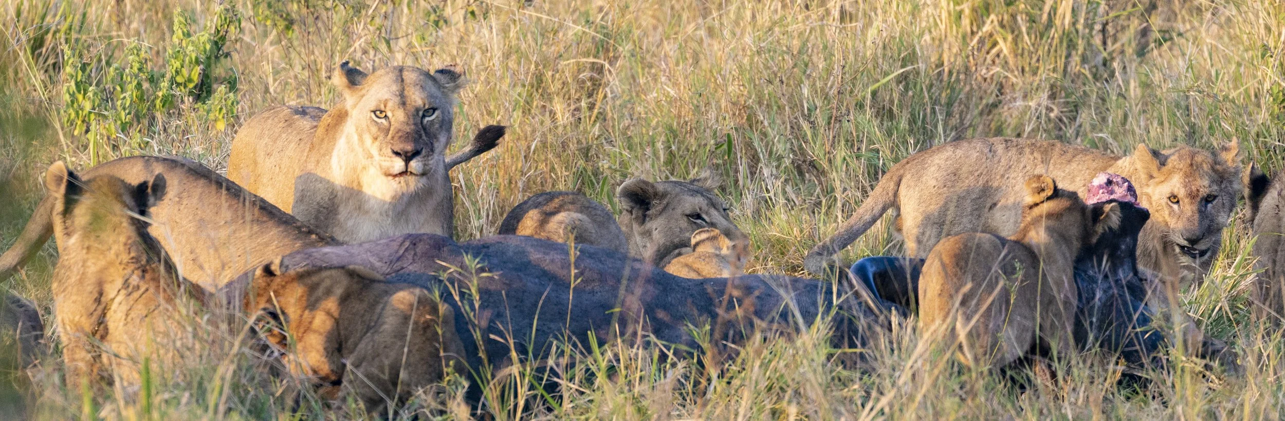 Lion Pride - Serengeti of Tanzania