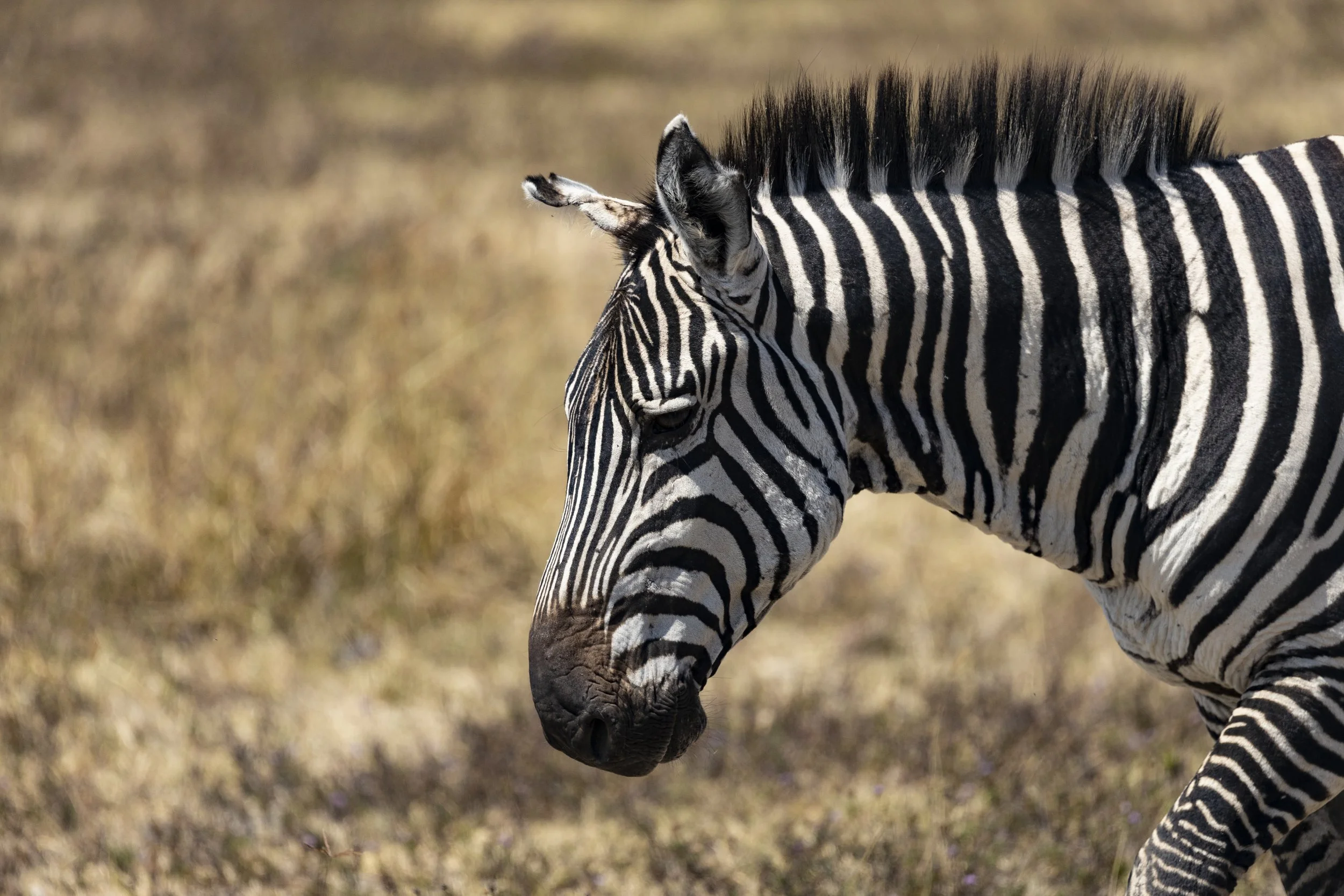 Zebra - Ngorongoro Crater of Tanzania