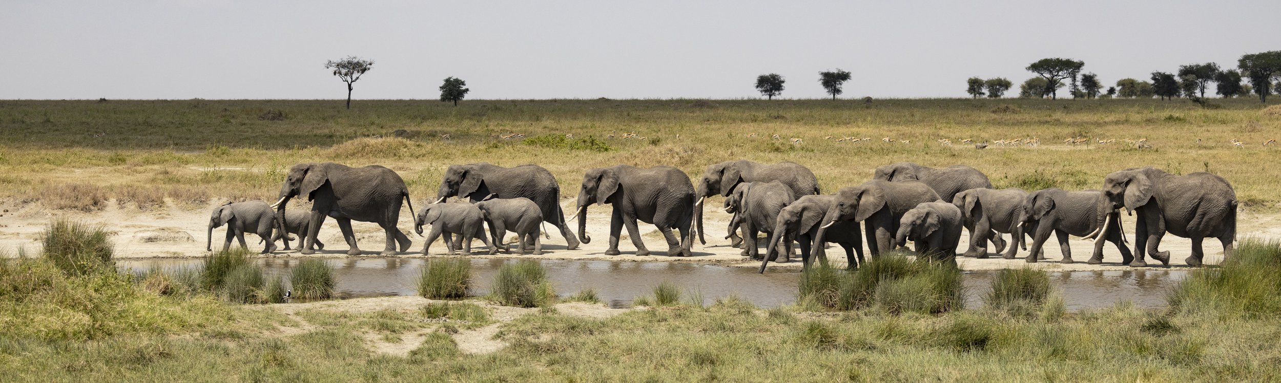 Herd of Elephants - Serengeti of Tanzania