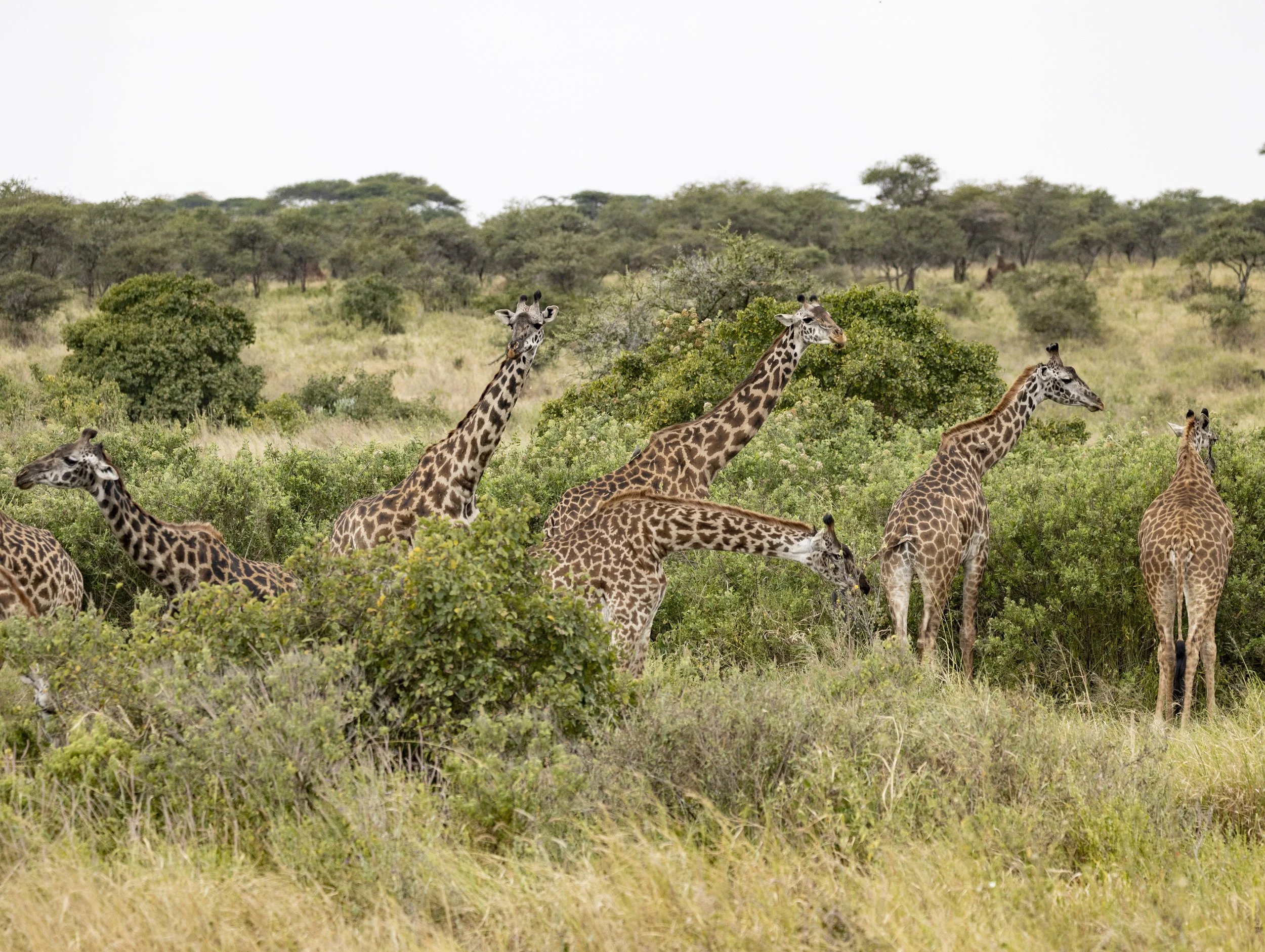 Giraffes - Serengeti of Tanzania