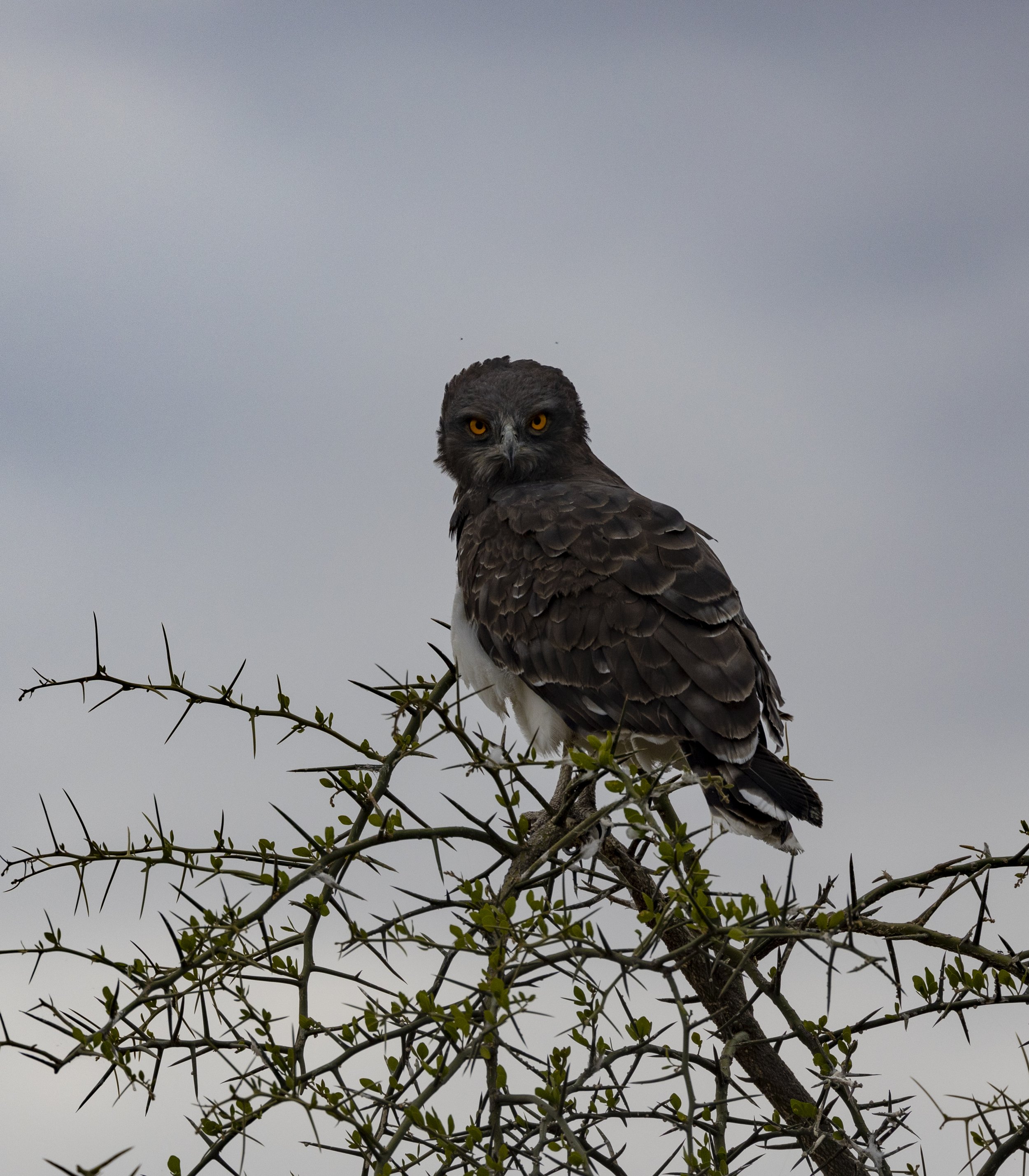 Eagle - Serengeti of Tanzania