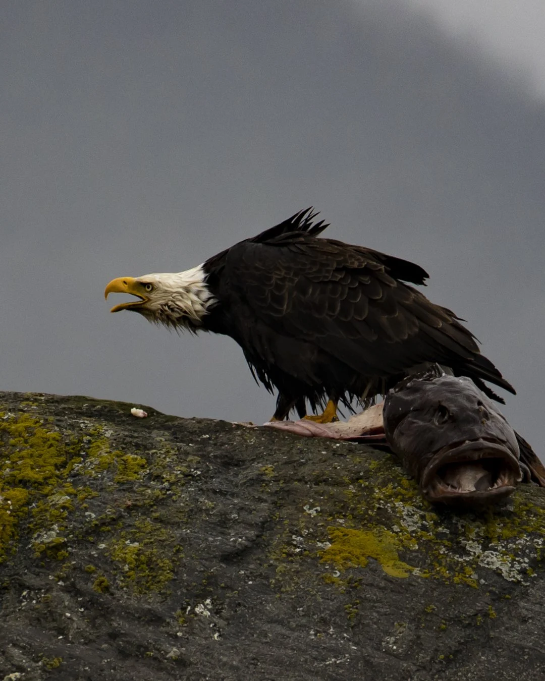 Bald Eagle - Craig, Alaska