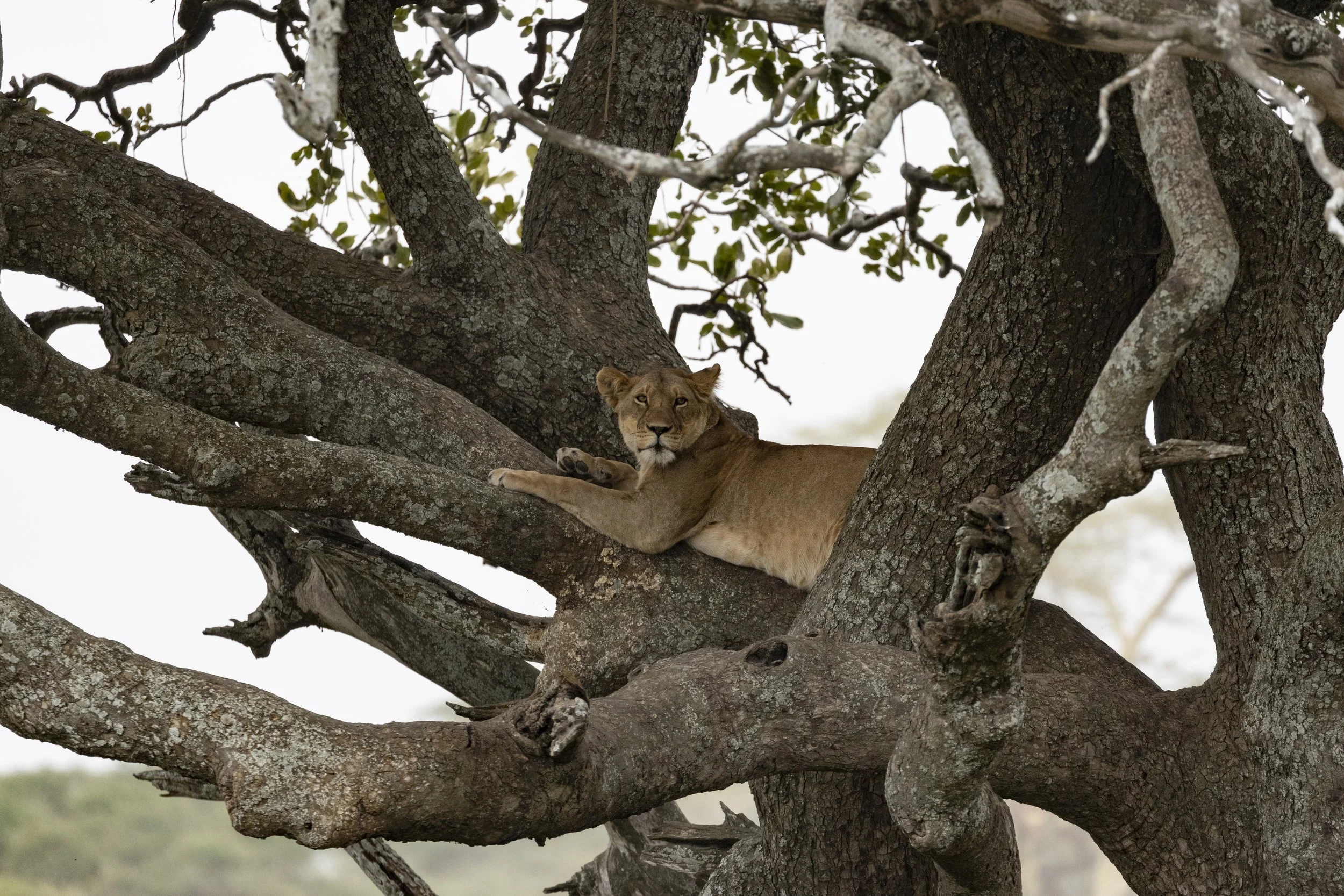 Lion - Serengeti of Tanzania