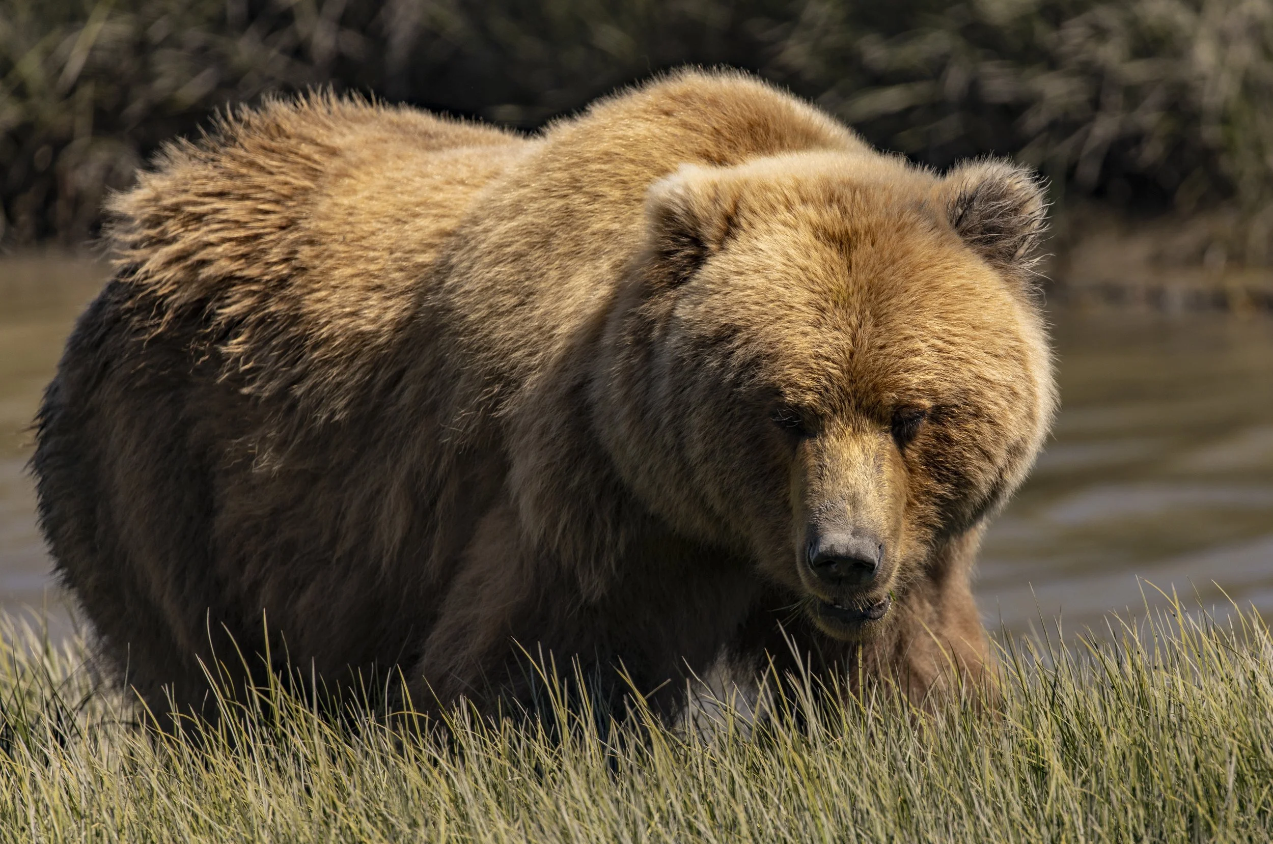 Coastal Brown Bear - Kenai Penninsula, Alaska