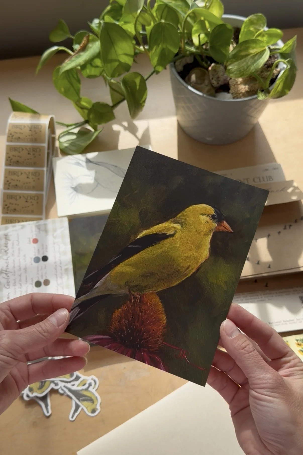 Issue 3: American Goldfinch
