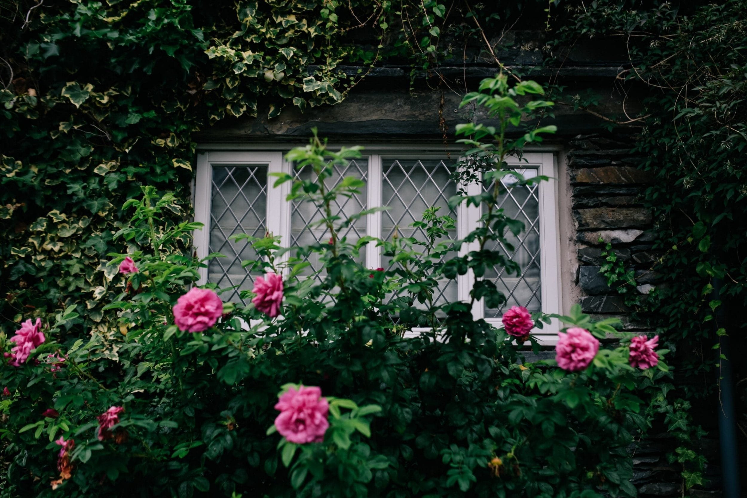 Pink roses and green foliage in front of a stone building with a leaded glass window.