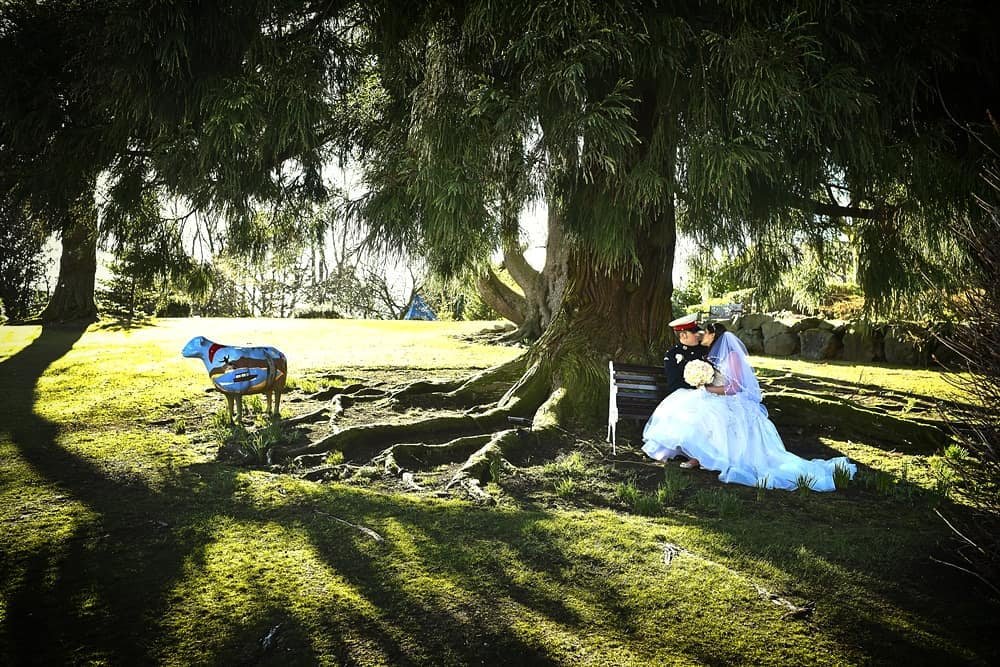 Bride and groom sitting on a bench under a large tree, with a painted sheep sculpture on the grass nearby in a park.