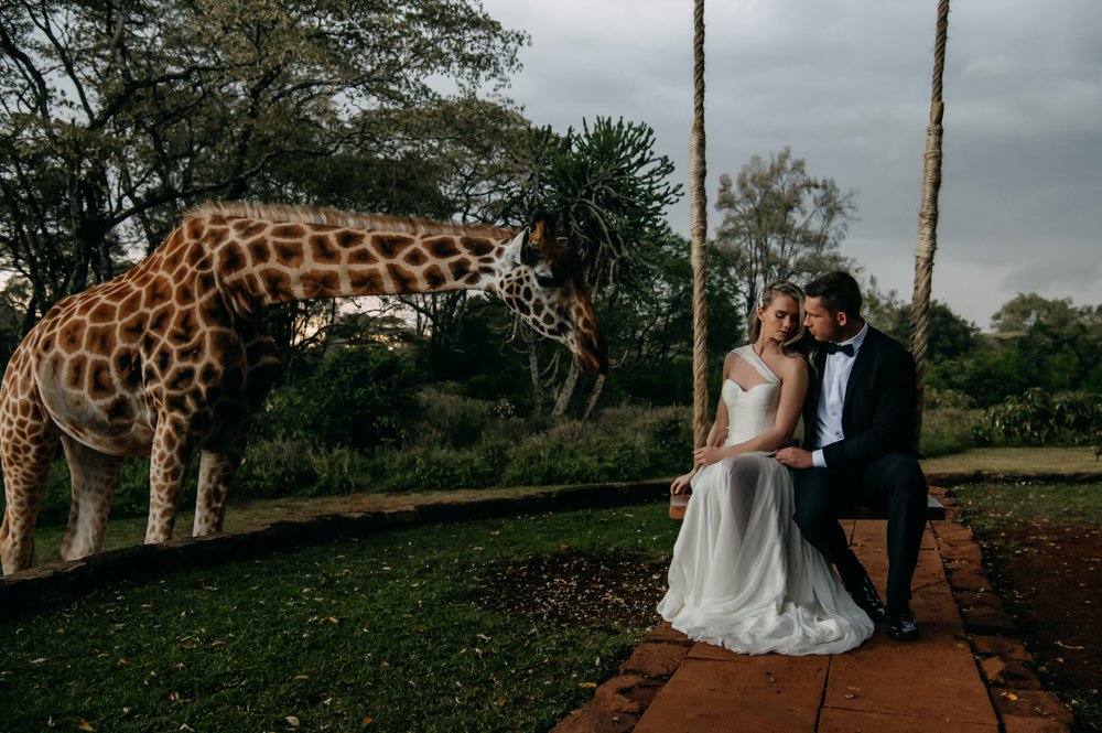 Bride and groom sitting on a swing with a giraffe grazing nearby, trees in the background.