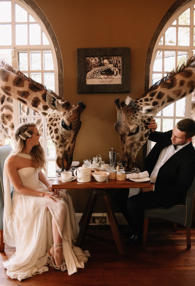 A couple in formal attire dining at a table with giraffes eating from breakfast plates, set in a room with large windows.