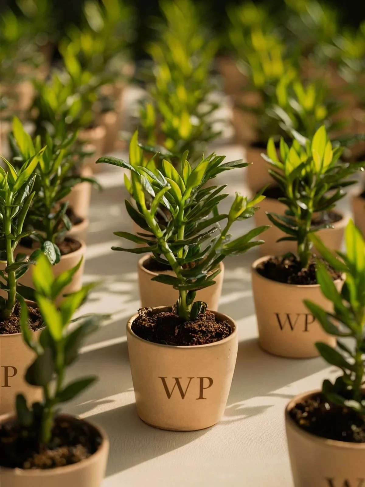 19 Chic and Sustainable Wedding Favour Ideas Your Guests Will Love ...