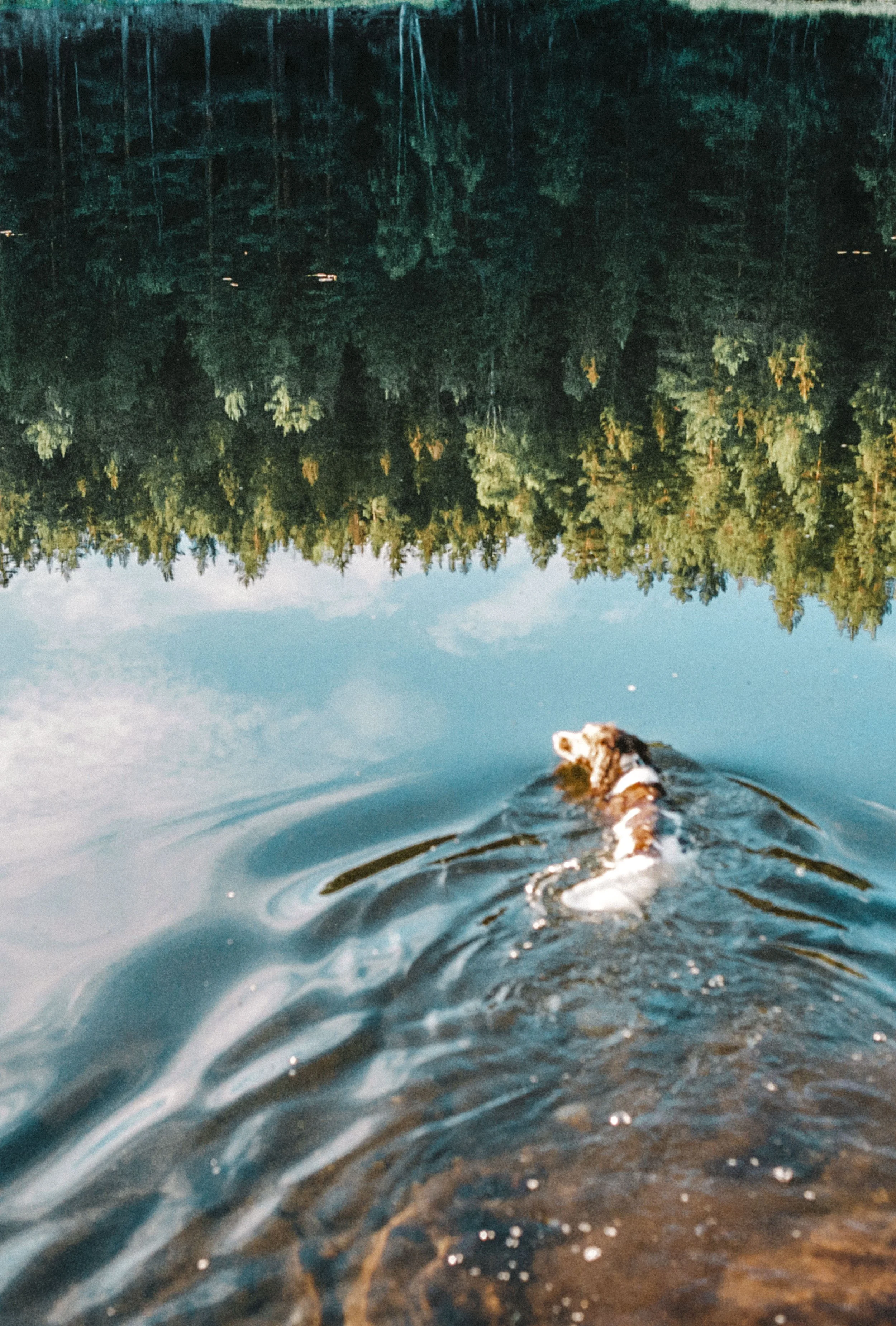 Stineogjarlen analogue-12.jpg