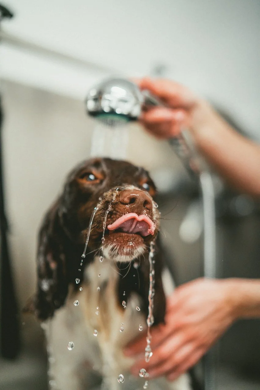 Sjampo hund 3.jpeg