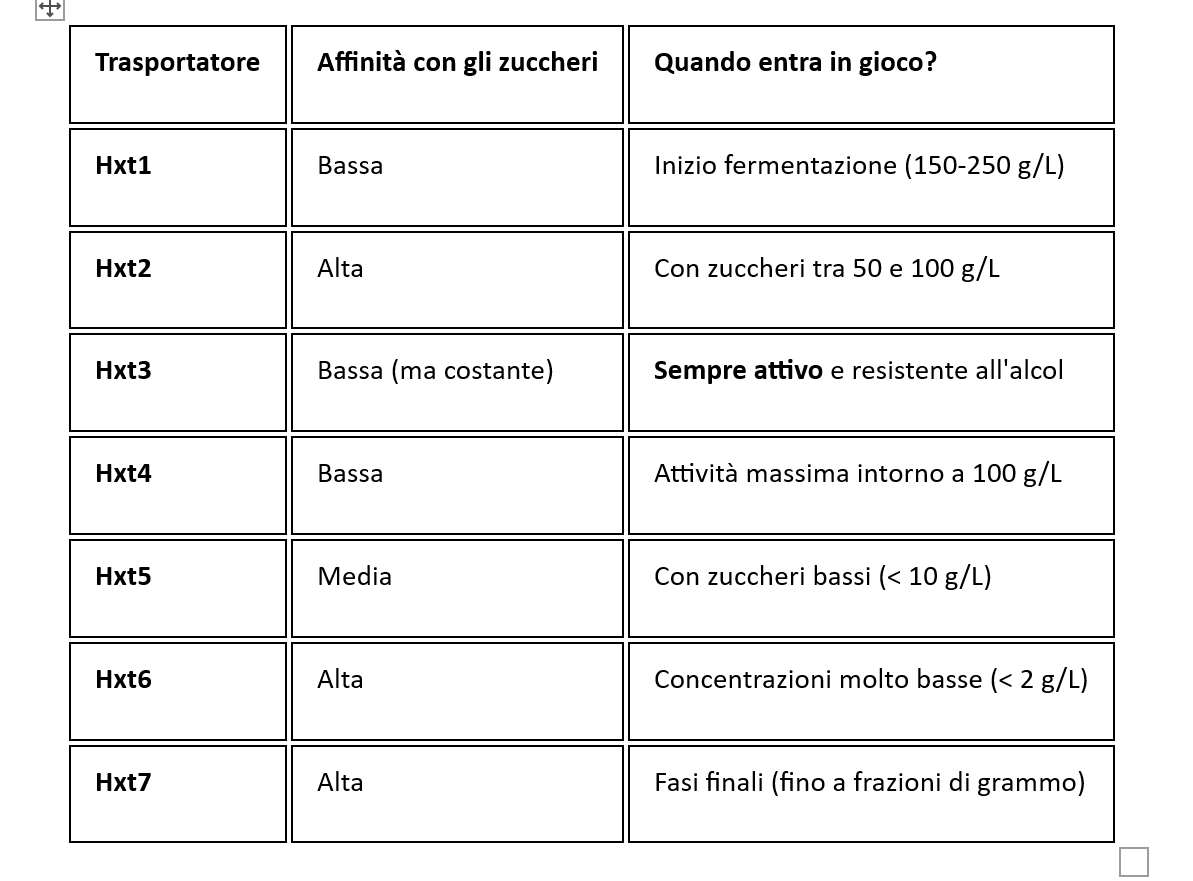Tabella comparativa dei trasportatori Hexose Transporters (Hxt)