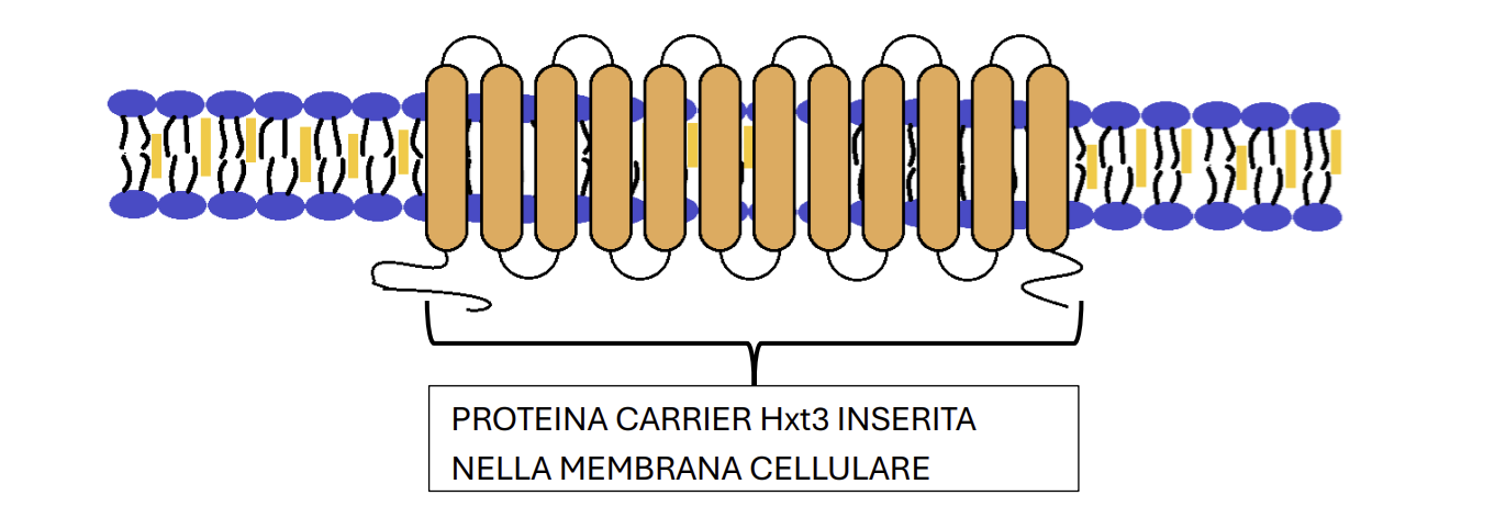 Rappresentazione della proteina carrier Hxt3 inserita nella membrana cellulare del lievito Saccharomyces cerevisiae.
