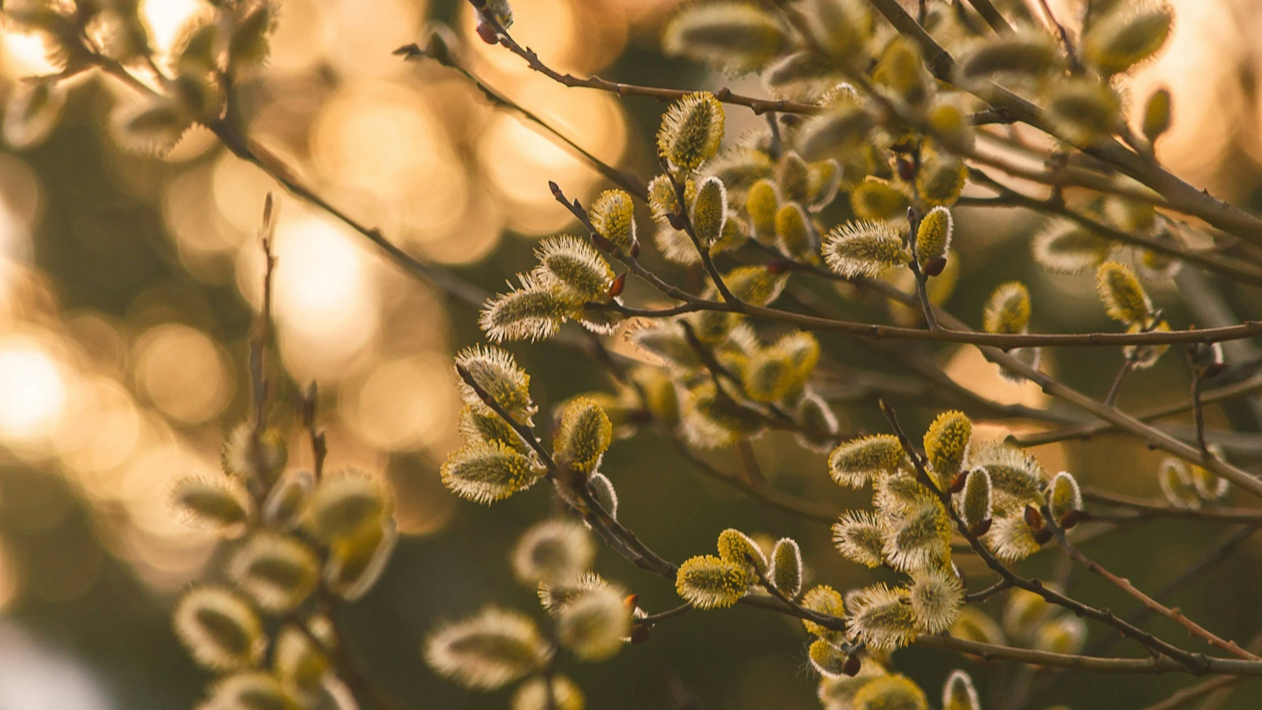 Salmeforslag mars 2026