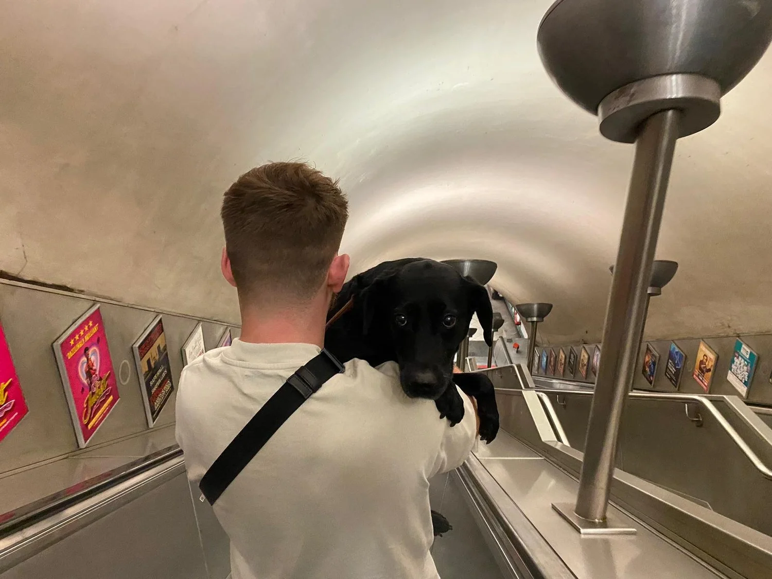 Can dogs go on the tube in London UK? Dog Tube Guide — A Couple Things