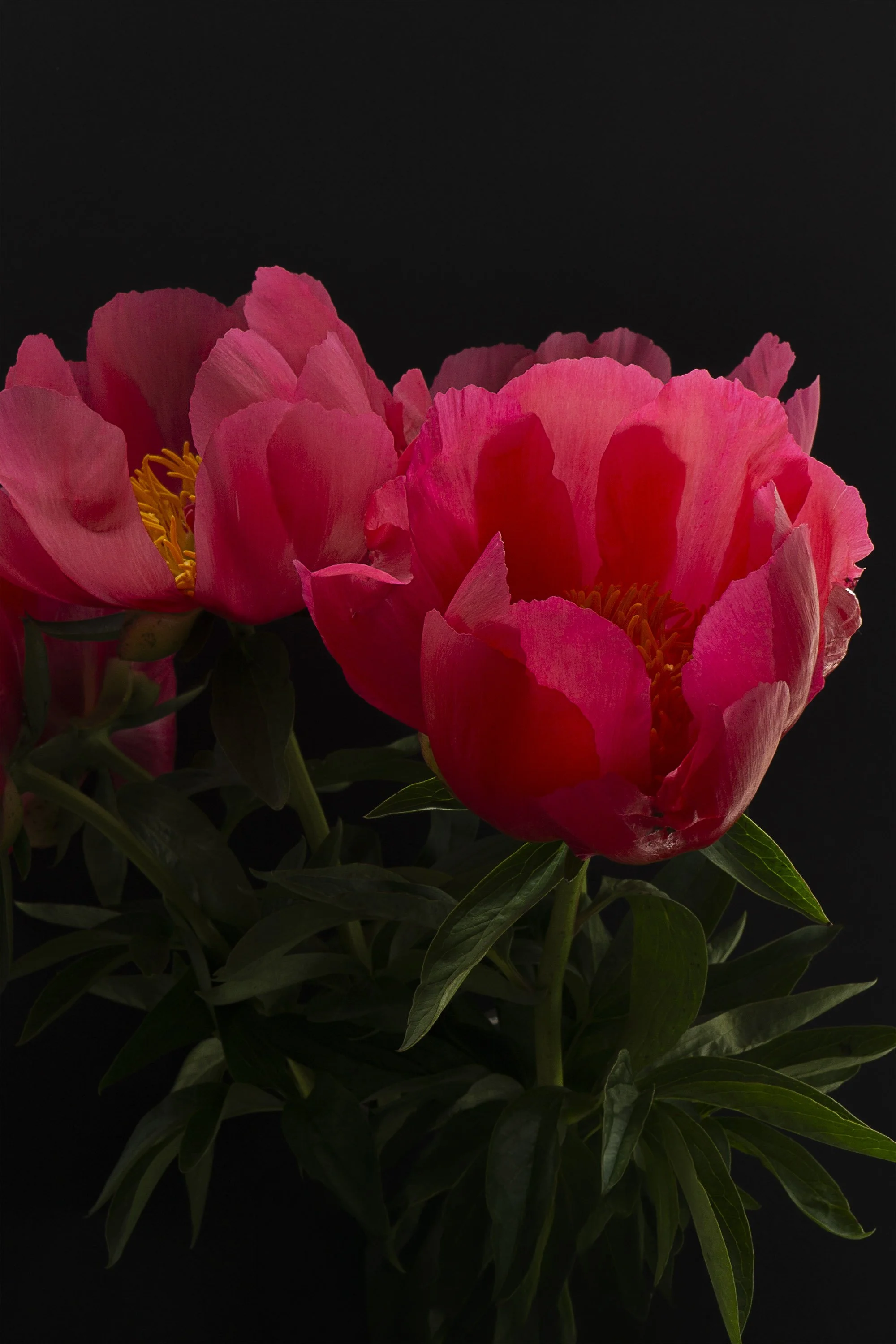 BoughtPeonies May26.jpg