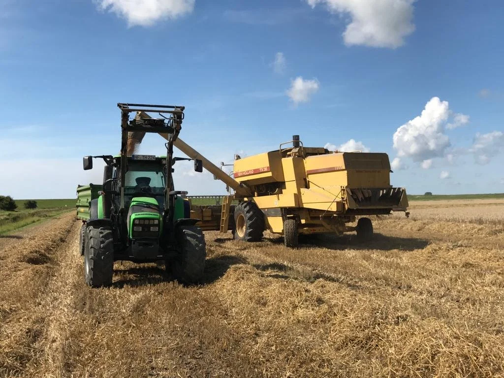 Landwirt schneidet Getreide mit Mähdrescher auf einem Feld bei sonnigem Himmel.