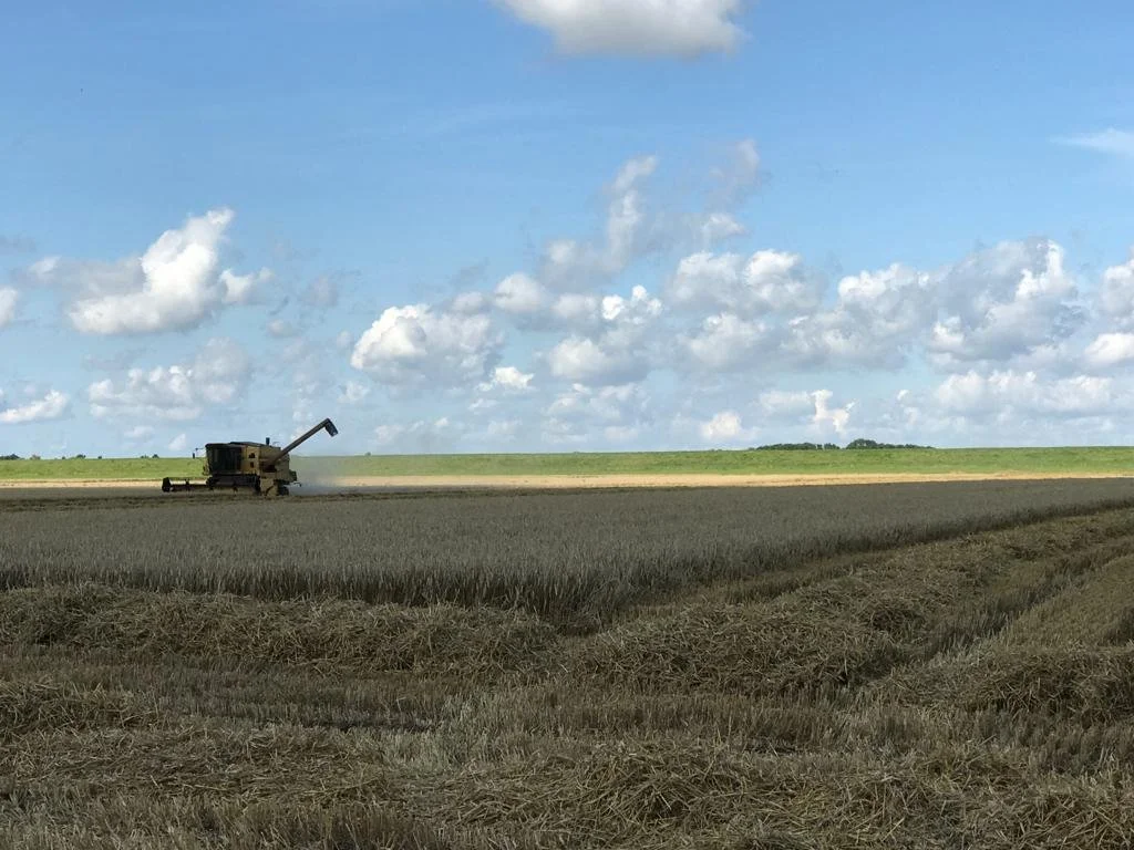 Ein Mähdrescher beim Ernten eines Weizenfeldes unter einem Himmel mit Wolken.