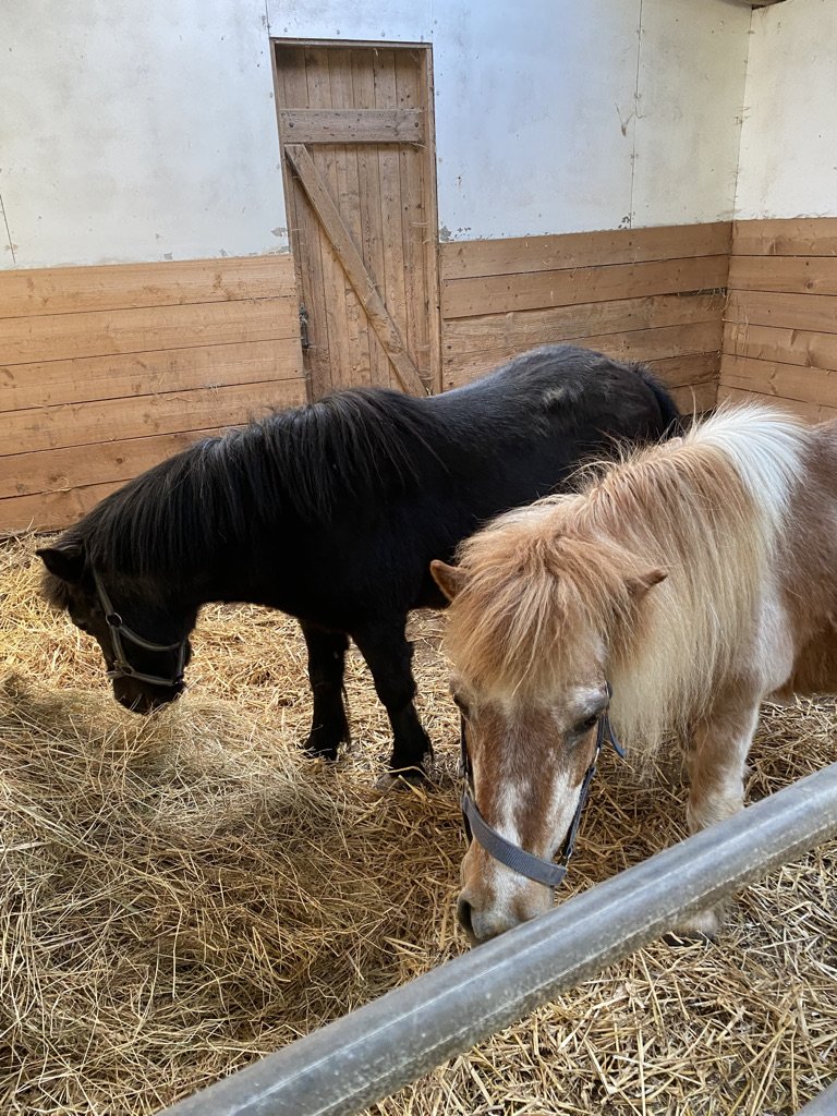 Kinder und eine erwachsene Person stehen vor einem Zaun und füttern Ponys auf einem Bauernhof, umgeben von Bäumen und einer weiten Landschaft mit Windkraftanlagen im Hintergrund an einem sonnigen Tag.