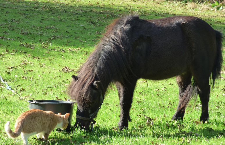 Kinder und eine erwachsene Person stehen vor einem Zaun und füttern Ponys auf einem Bauernhof, umgeben von Bäumen und einer weiten Landschaft mit Windkraftanlagen im Hintergrund an einem sonnigen Tag.