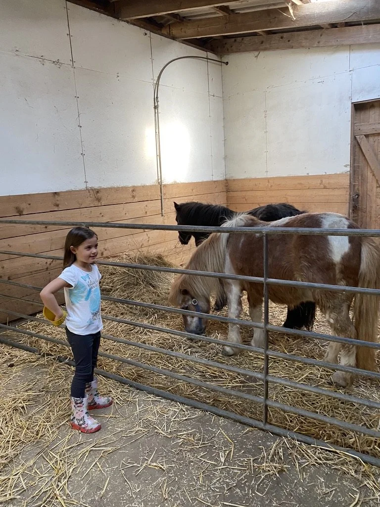 Ein junges Mädchen steht in einem Pferdegehege und schaut auf Ponys, die auf Strohhaufen fressen.