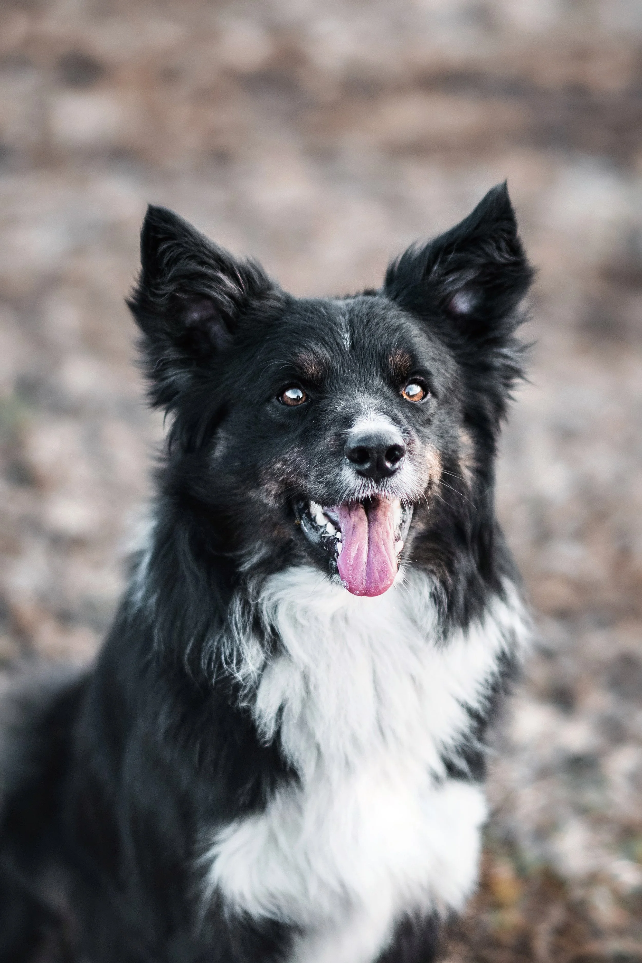 Elvis_1 másolata.jpeg