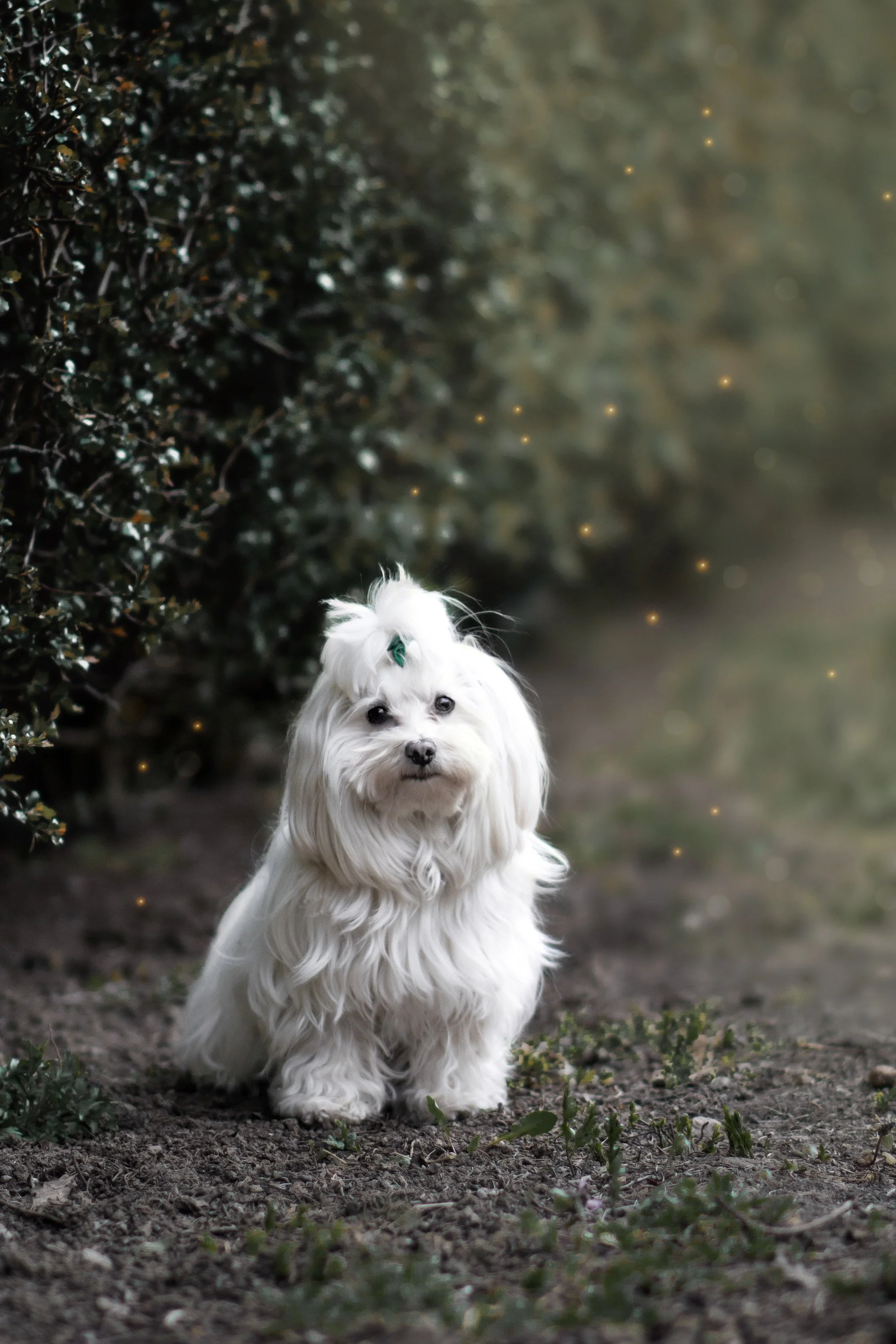 Fantasy_2 másolata.JPEG