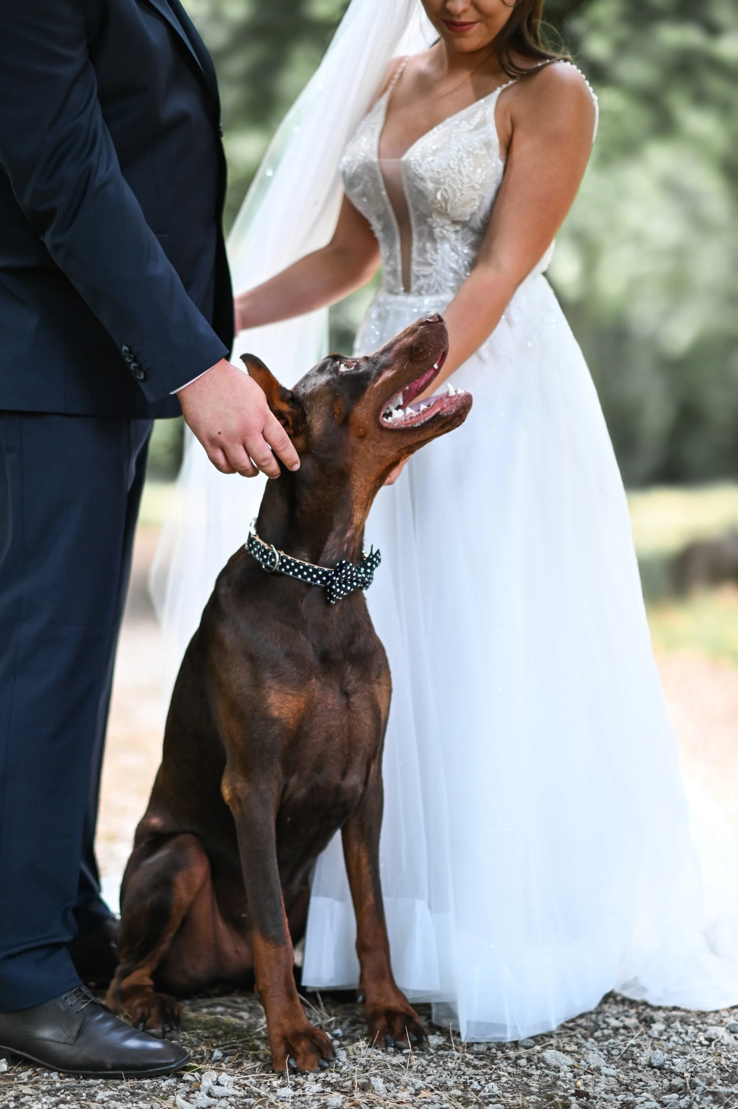 kültéri esküvői kreatív fotózás kutyával Sopron