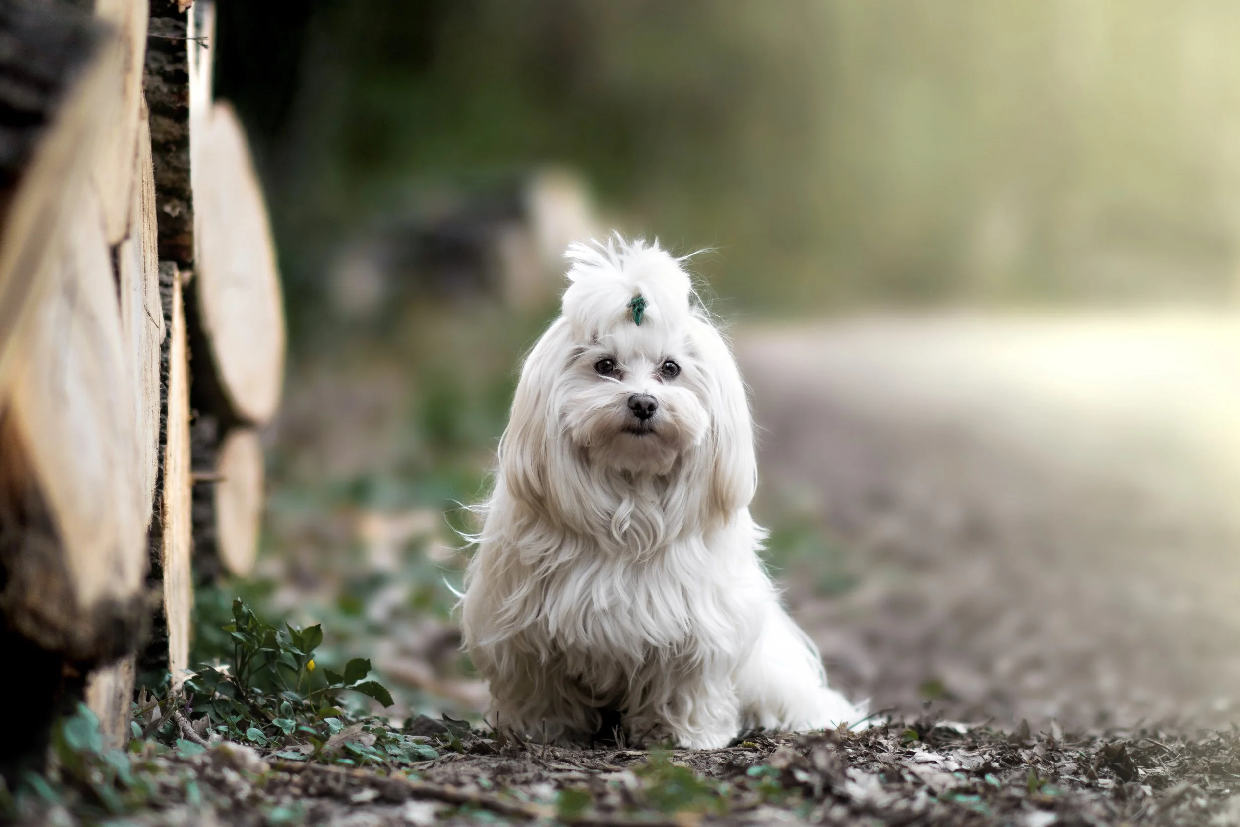 Kint_3 másolata.JPEG