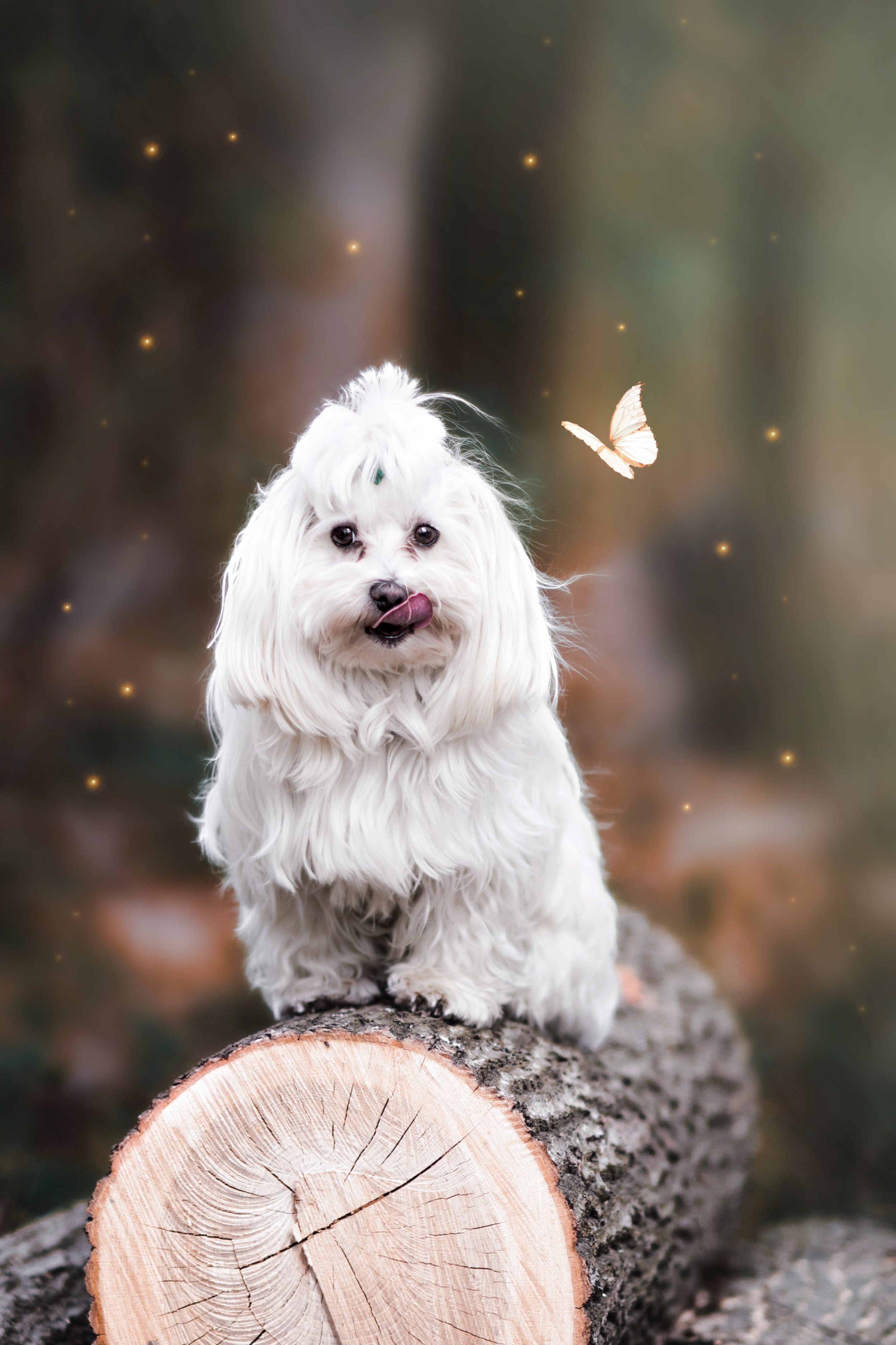 Fantasy_1 másolata.JPEG