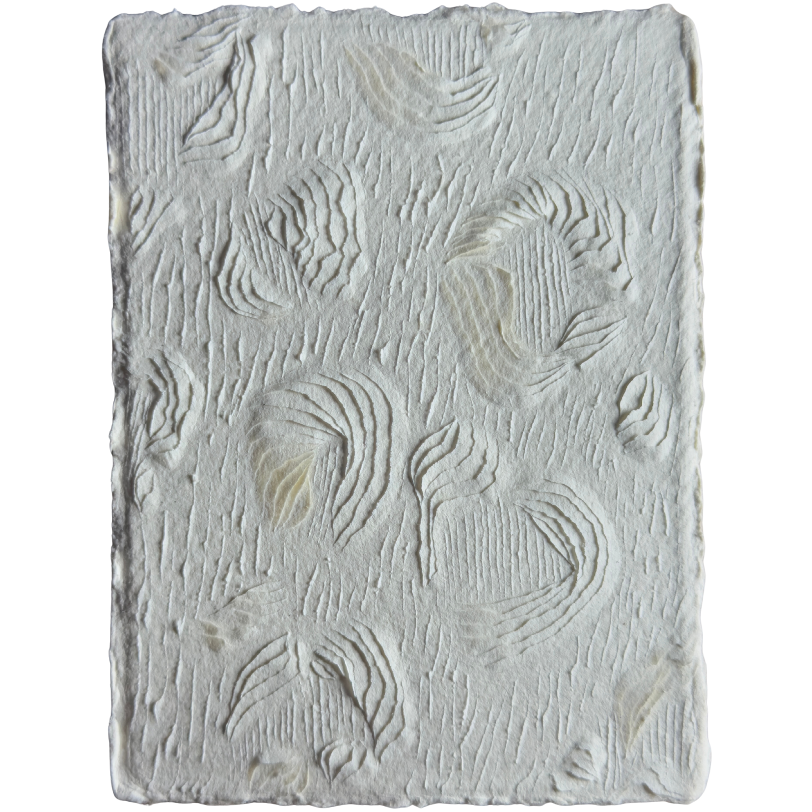 Big Cat Energy (study), 2024