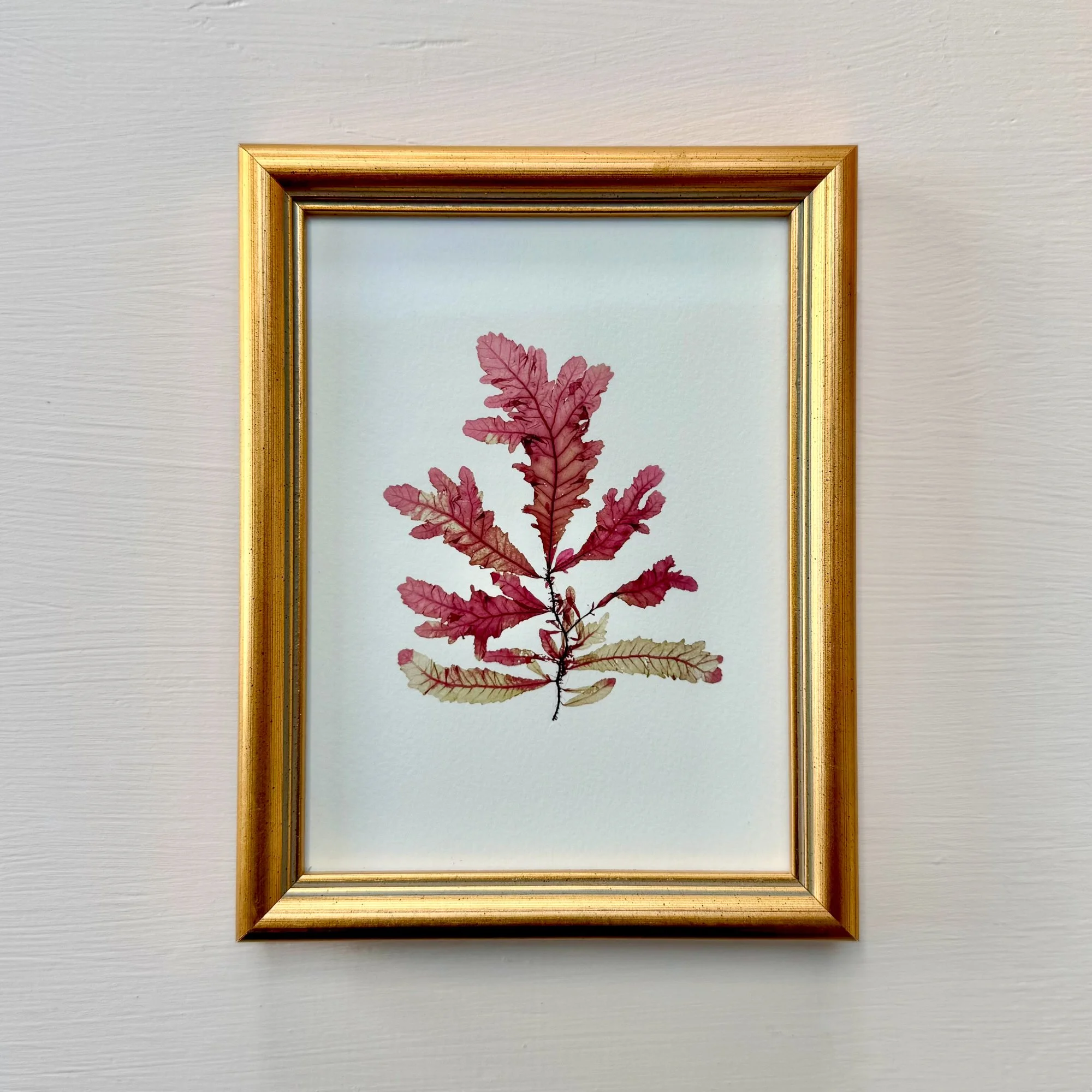Irish Seaweed - Sea Oak - Ann Smyth.jpg