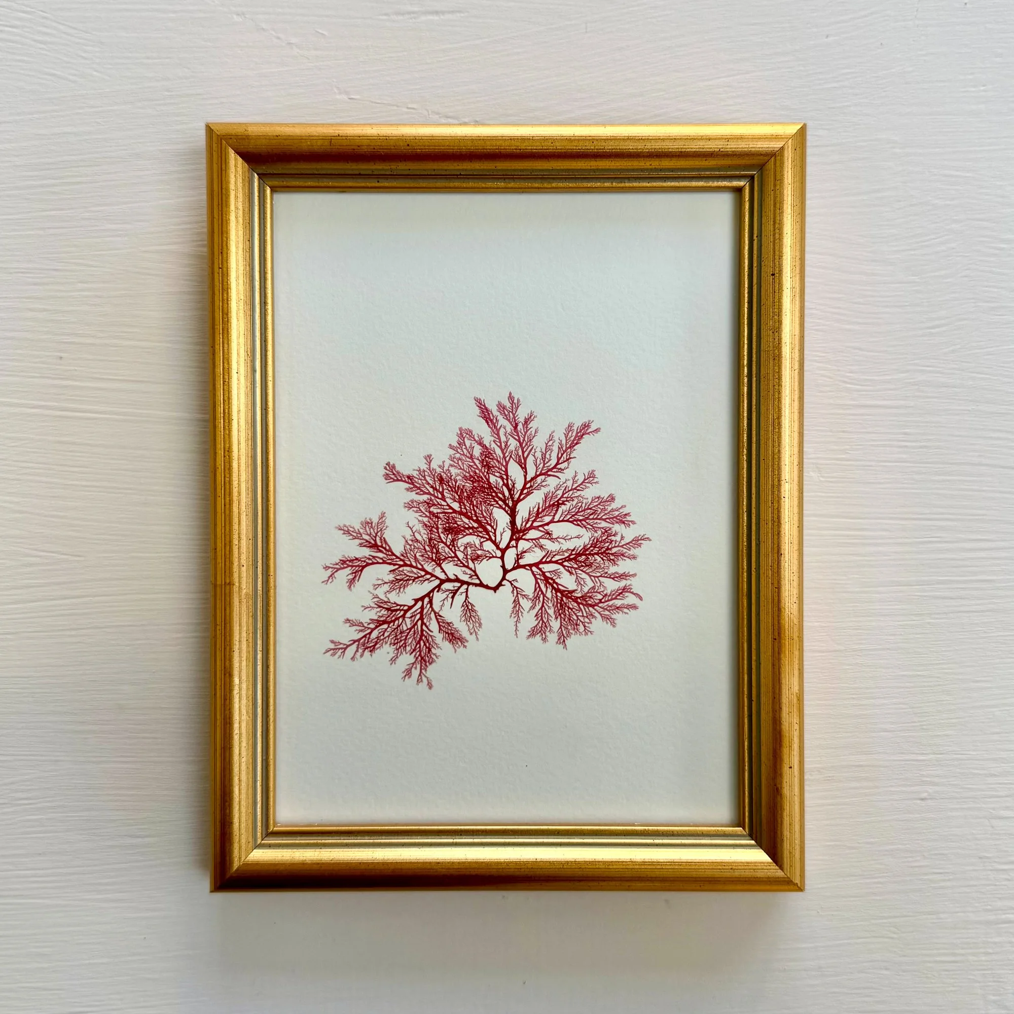 Original pressed Irish Seaweed - Red comb weed - Ann Smyth.