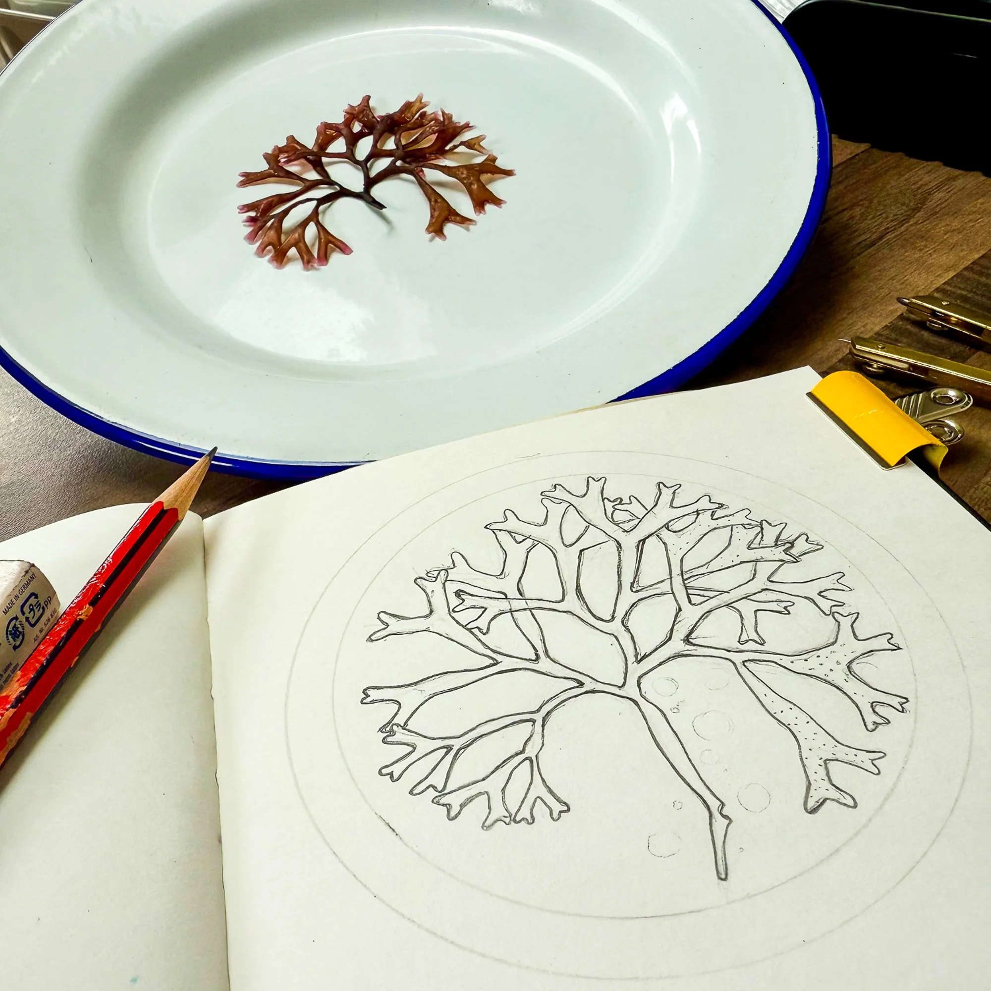 Working drawing of Irish Moss Seaweed