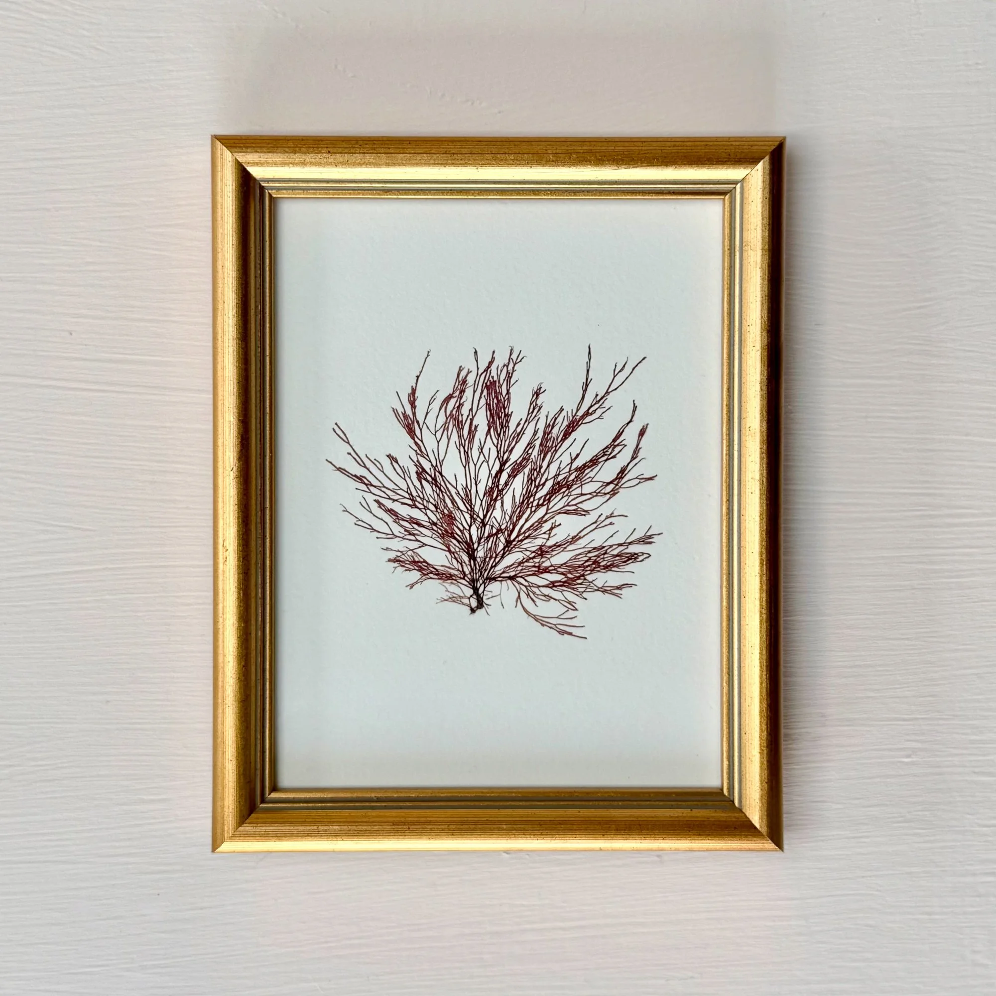 Irish Seaweed - Siphon Weed - Ann Smyth.jpg