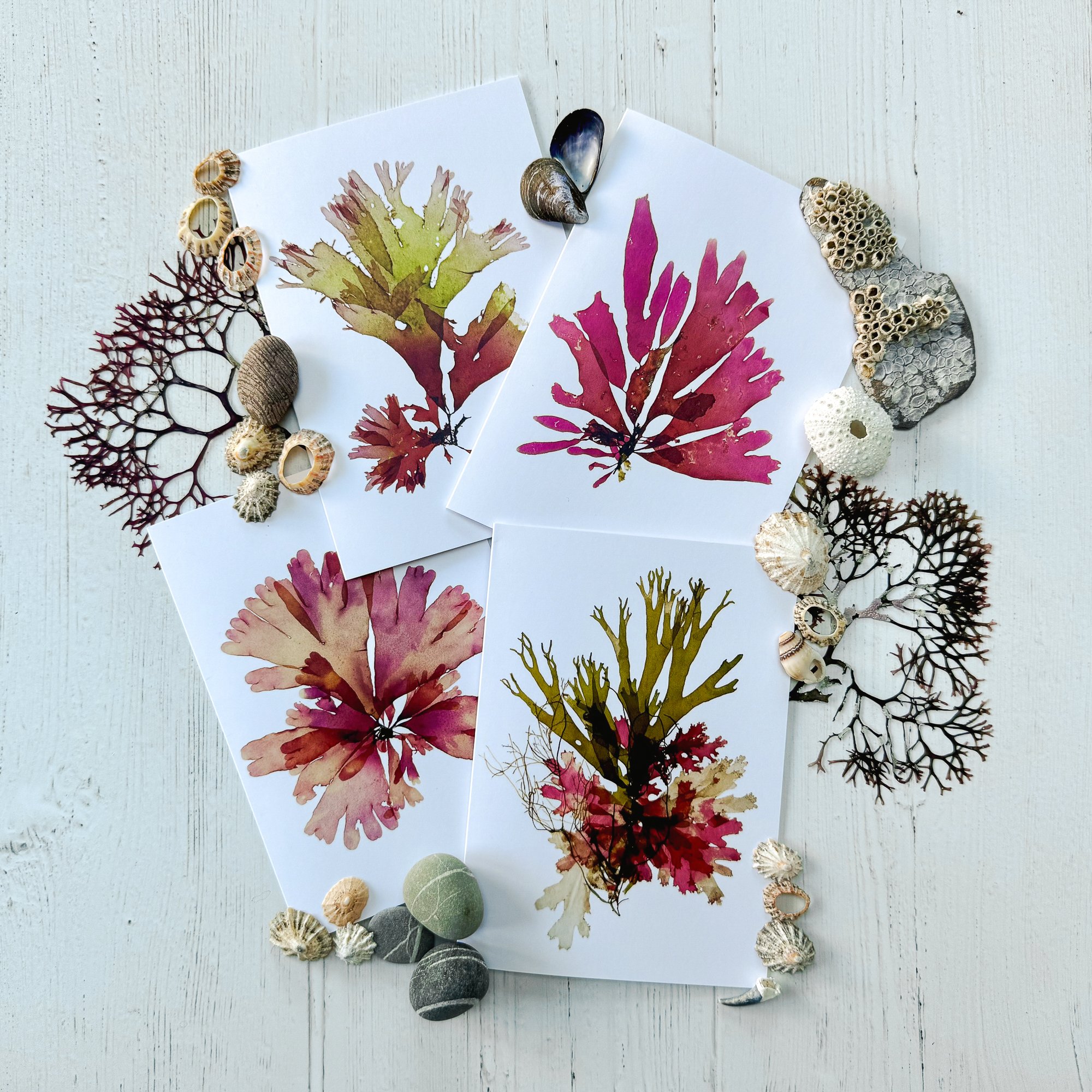 Irish Seaweed Greeting Cards - Pack of 4 - Set B