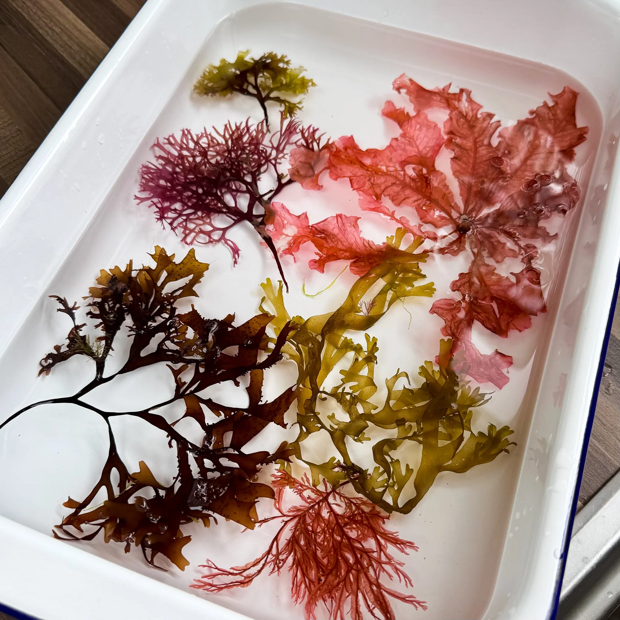 Selection of locally foraged seaweed ready for pressingjpg