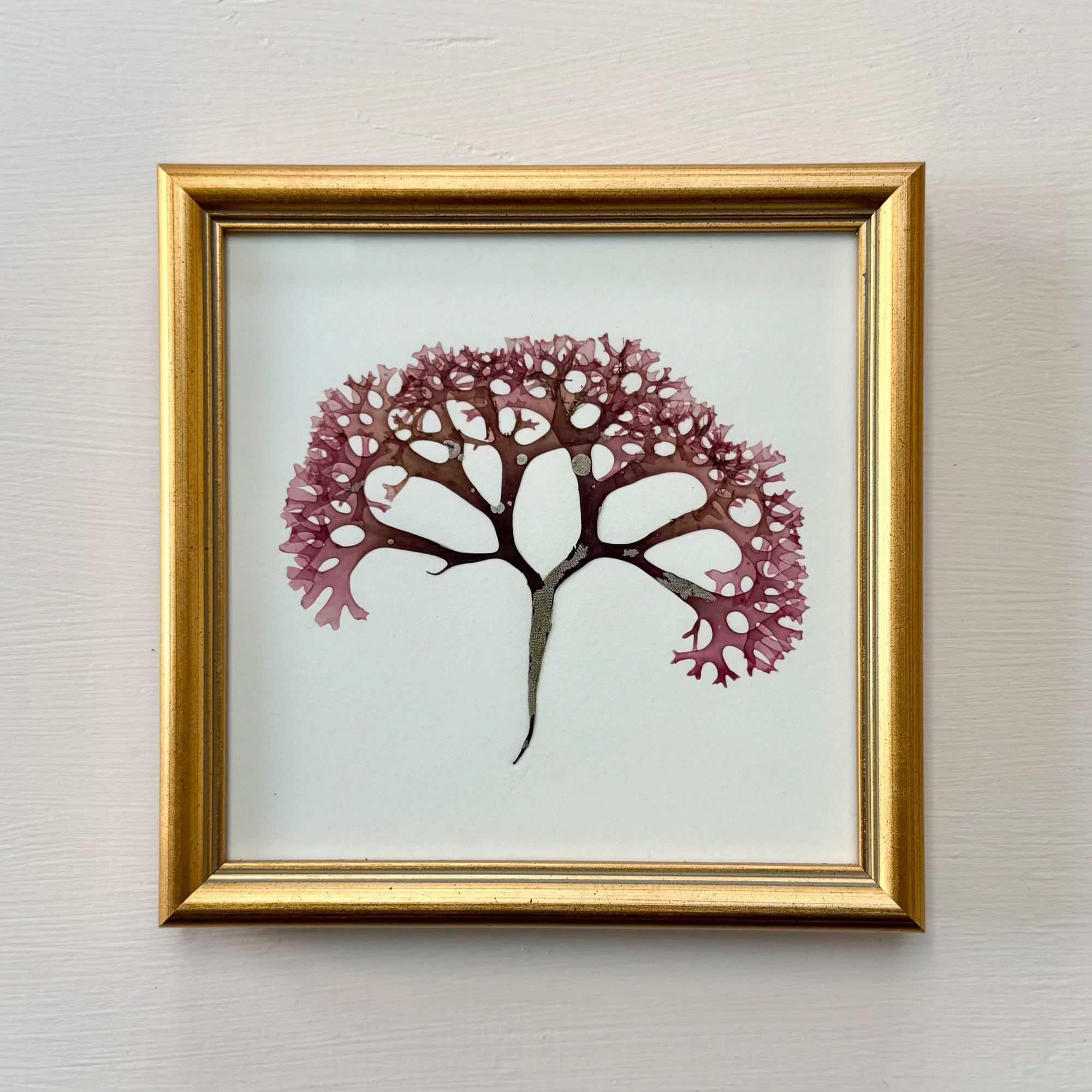 Framed pressed Irish Moss seaweed