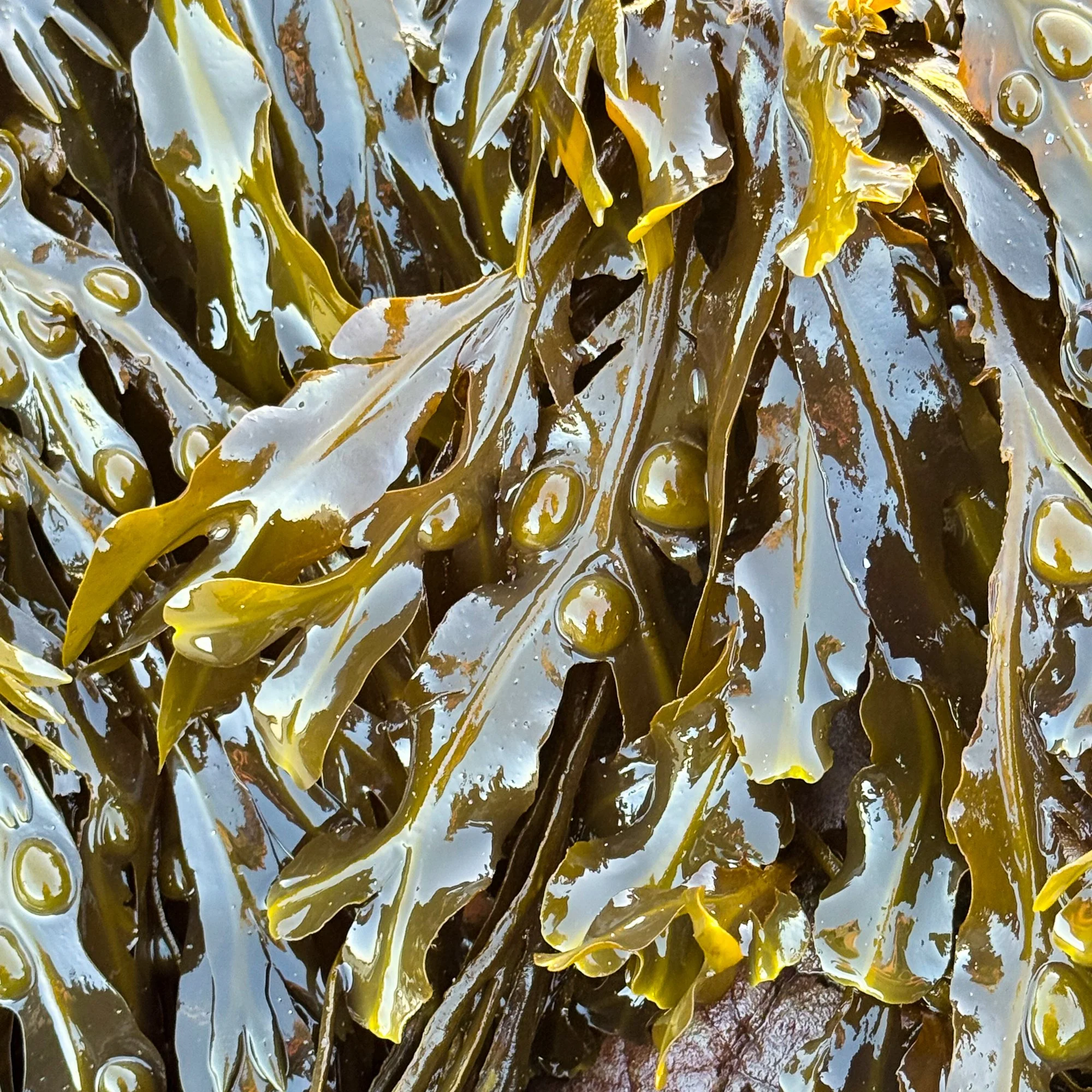Bladderwrack seaweed photographed at a local beach