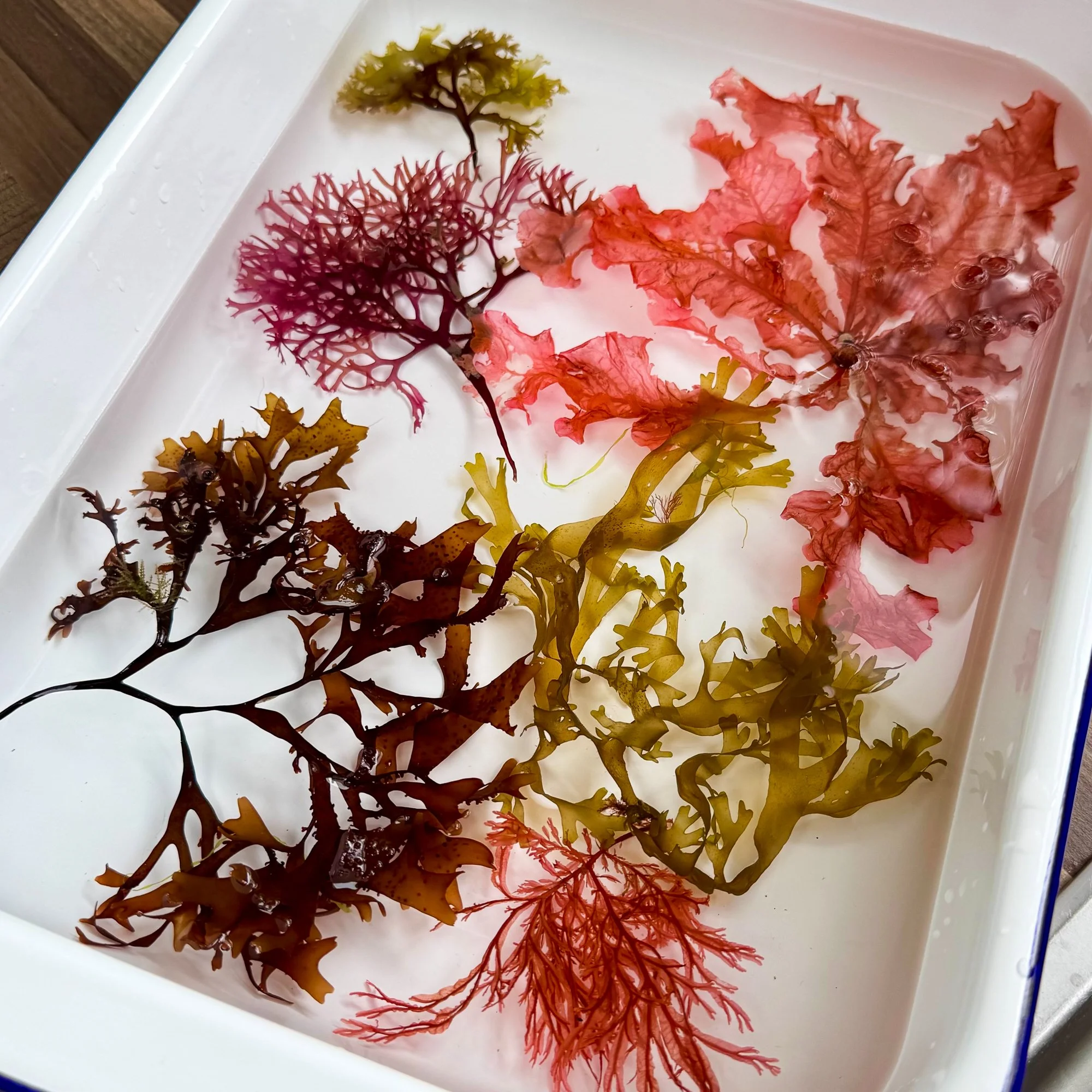 strangford seaweed-2.jpg