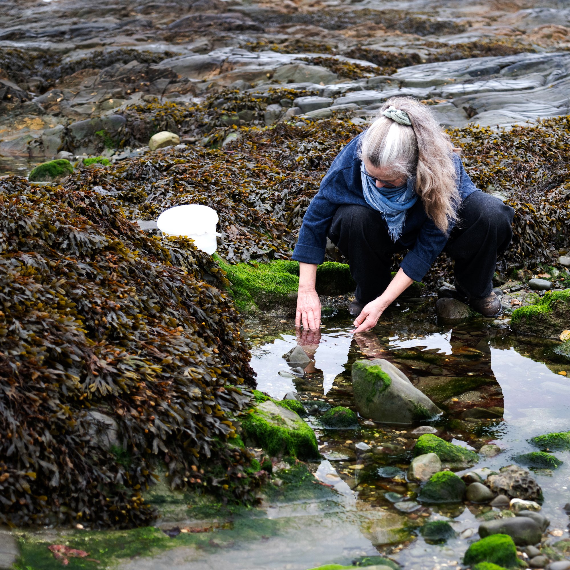 Artist Ann Smyth collecting seaweed at a beach near her studio in Strangford, Northern Ireland