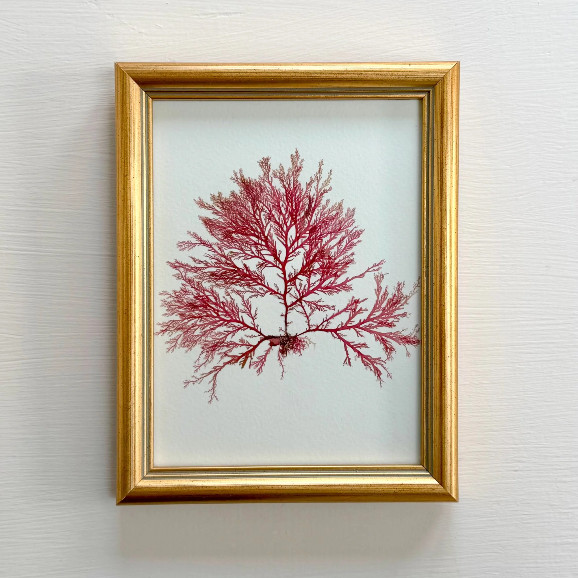 Pressed Irish Seaweed - Cock's Comb - Ann Smyth.jpg