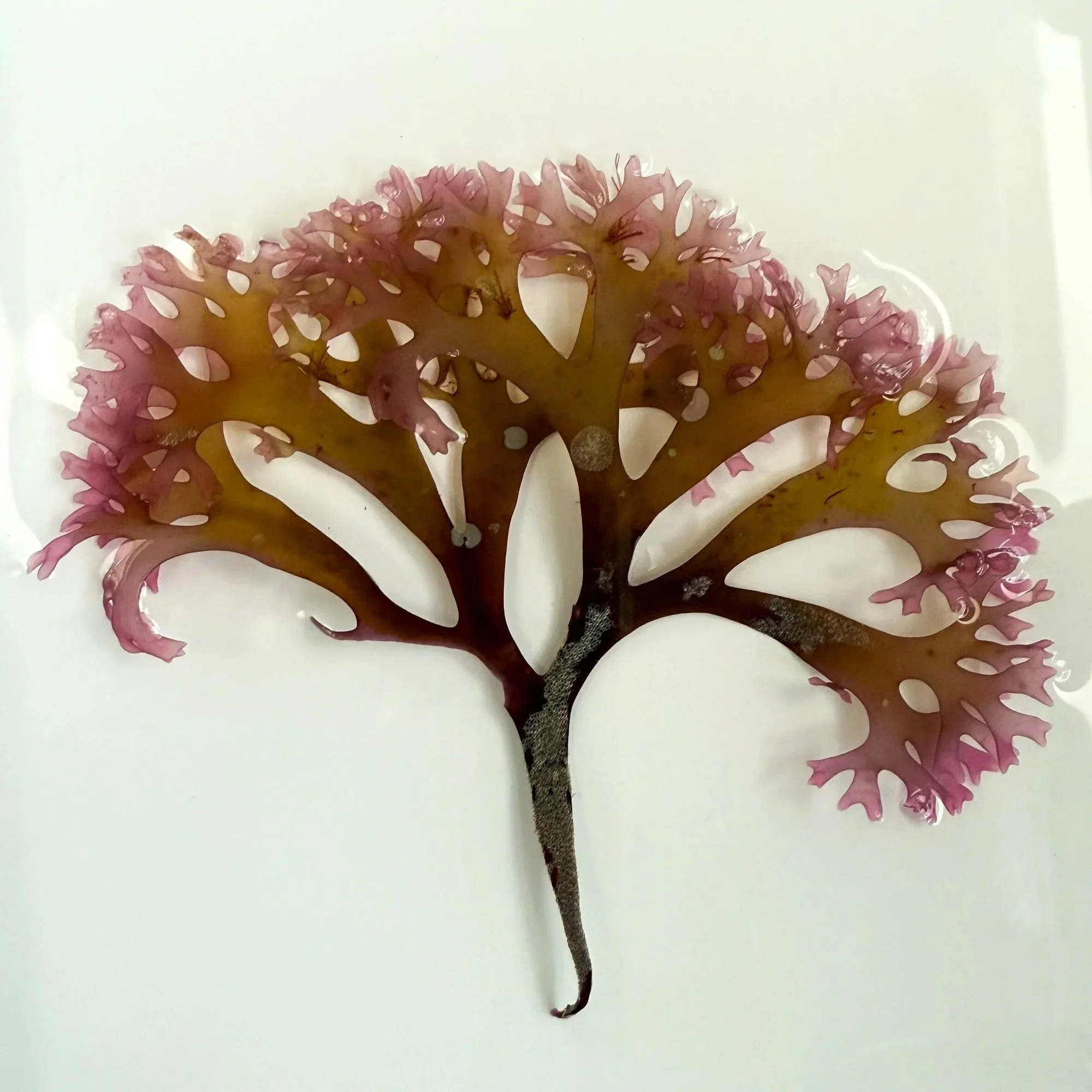 Irish moss seaweed ready for pressing