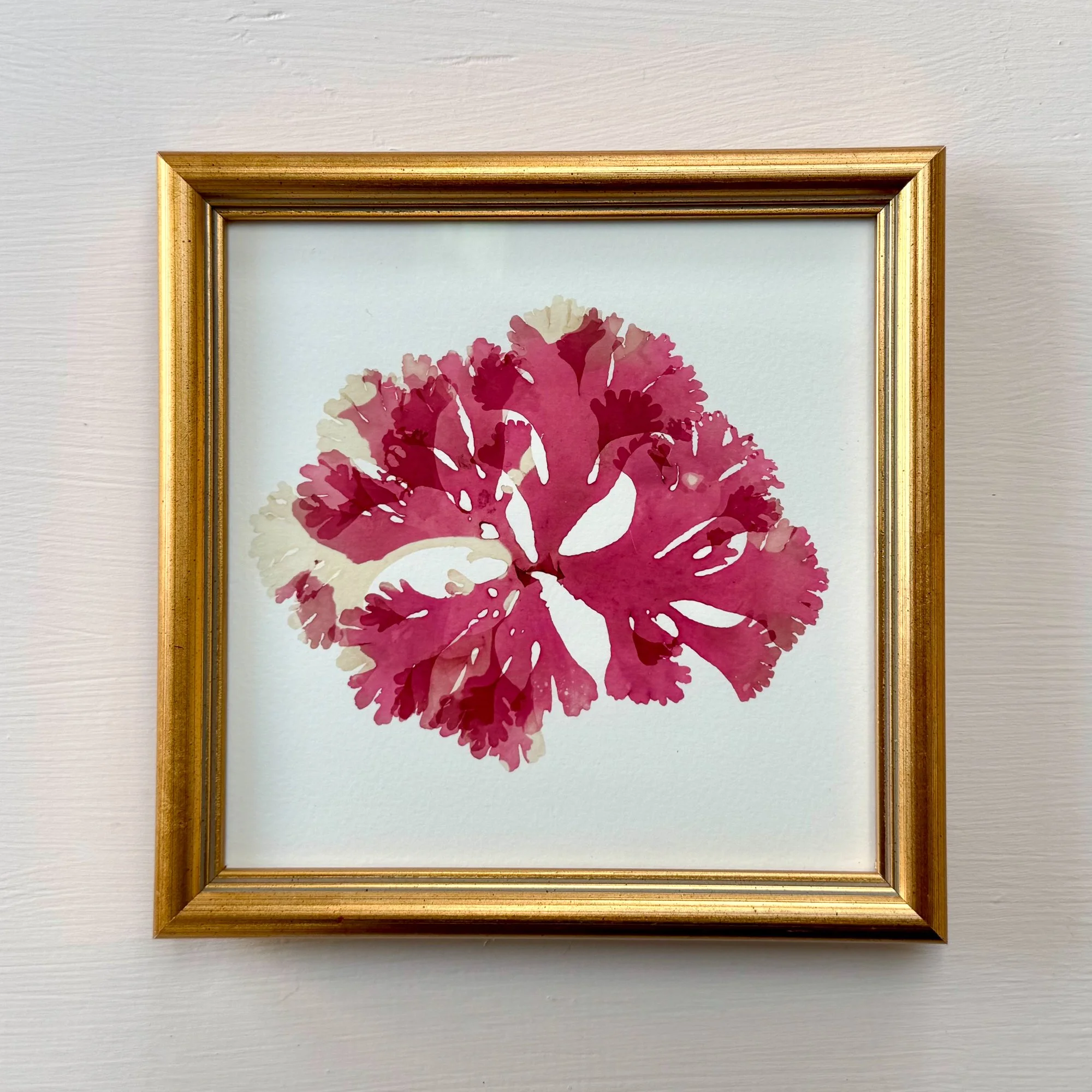 Framed pressed Irish seaweed - beautiful fan weed