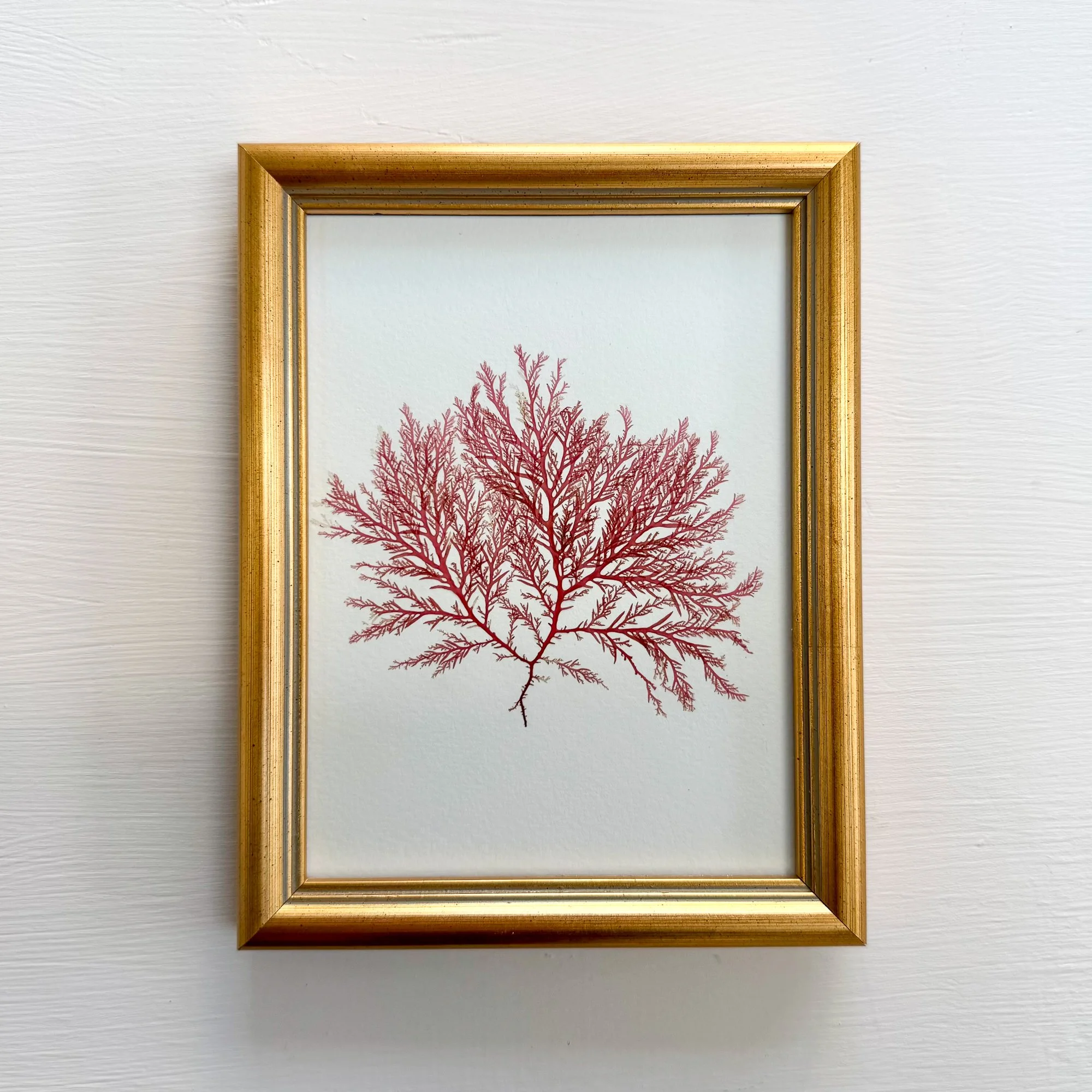 Framed pressed Irish seaweed - red comb weed - Ann Smyth