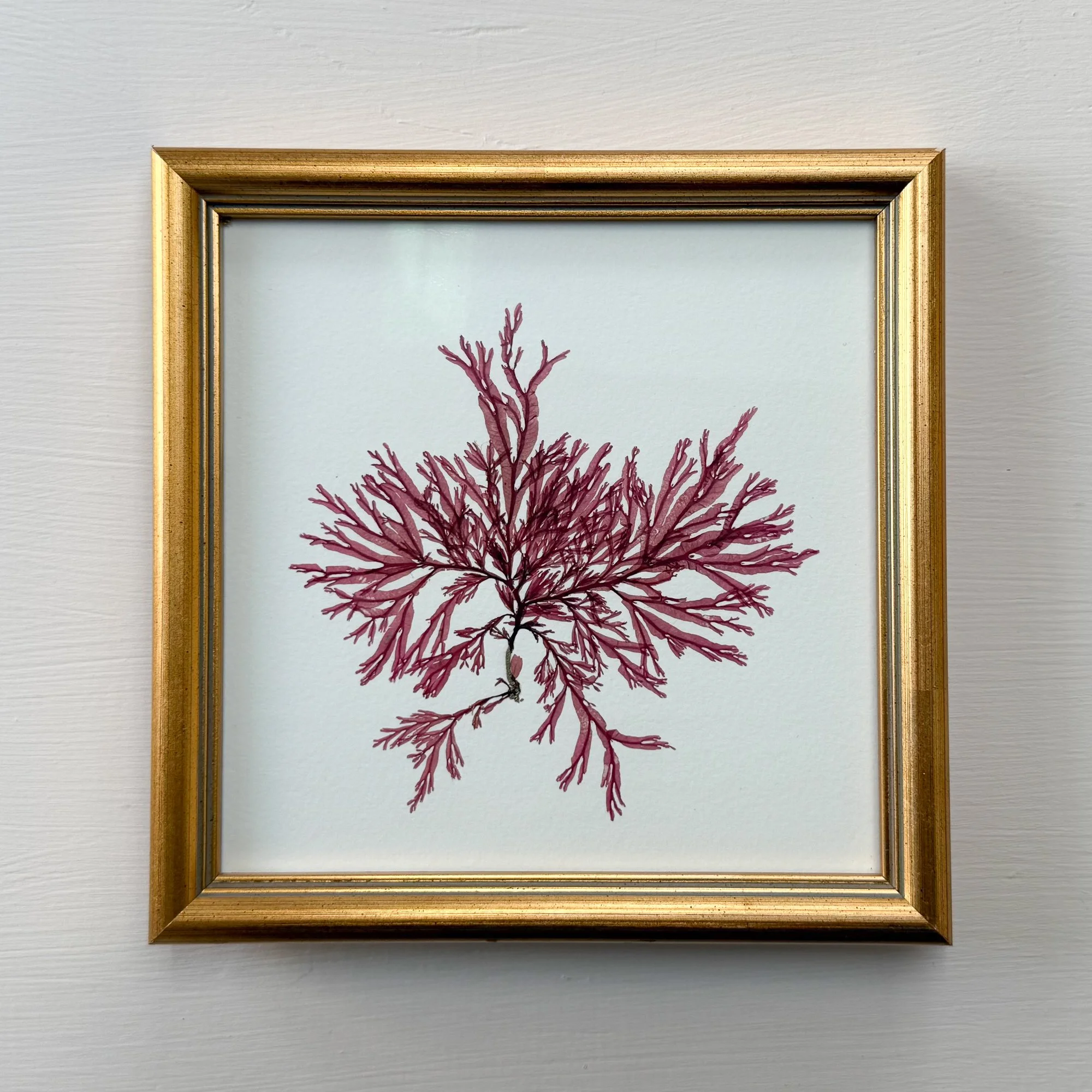 Framed pressed Irish seaweed - winged weed - Ann Smyth