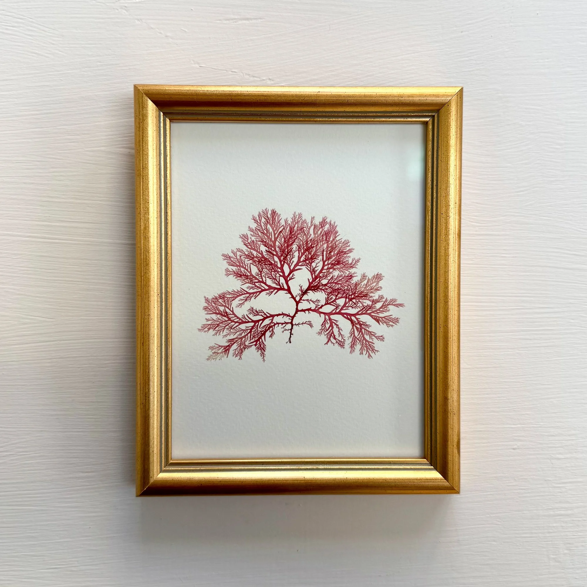 Framed pressed Irish seaweed - red comb weed - Ann Smyth