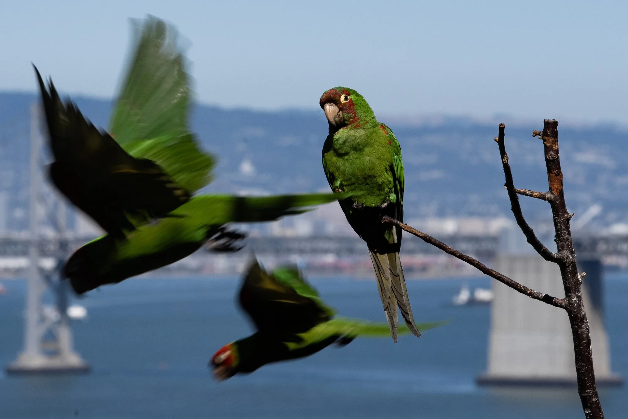 Wild parrots roost in the trees above Ina Coolbrith Park in San Francisco, Calif. on the afternoon of Wednesday, July 9, 2025. Mickaboo, a local parrot rescue organization, has gone to great lengths to save San Francisco’s wild parrots that have been
